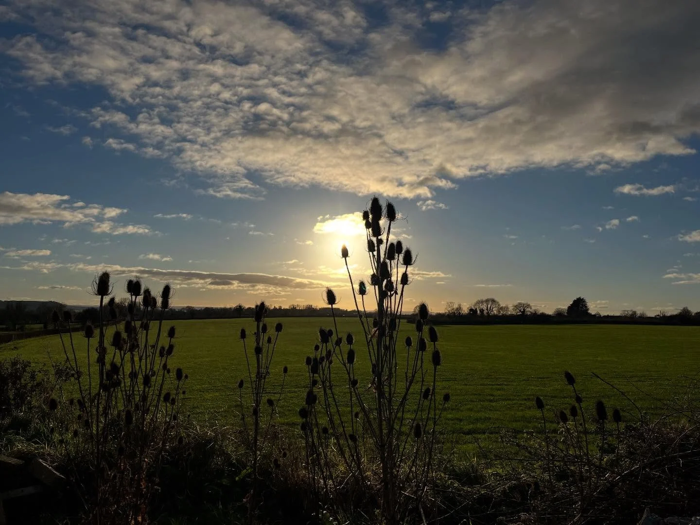 Making the most of a sunny Winter&rsquo;s day, back to the showers tomorrow ☀️ #wintersun #sunset #somerset #thistles #landscape #iphonepic