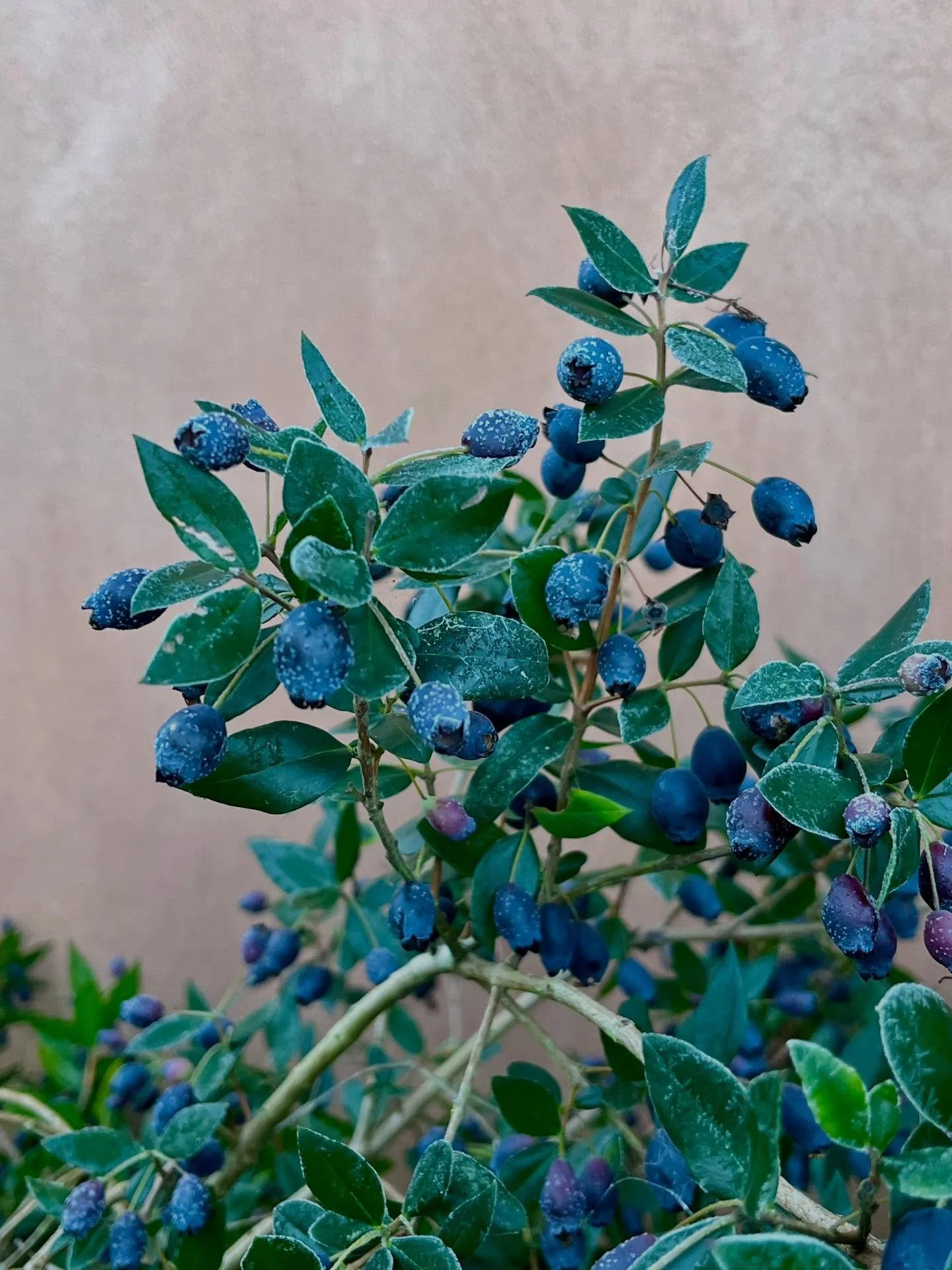 Another lovely frosty morning, love the contrasting colours of this Myrtle with berries against the house wall 😍 #myrtus #winterberries #frost #plantlover #gardendesign #gardenphotography