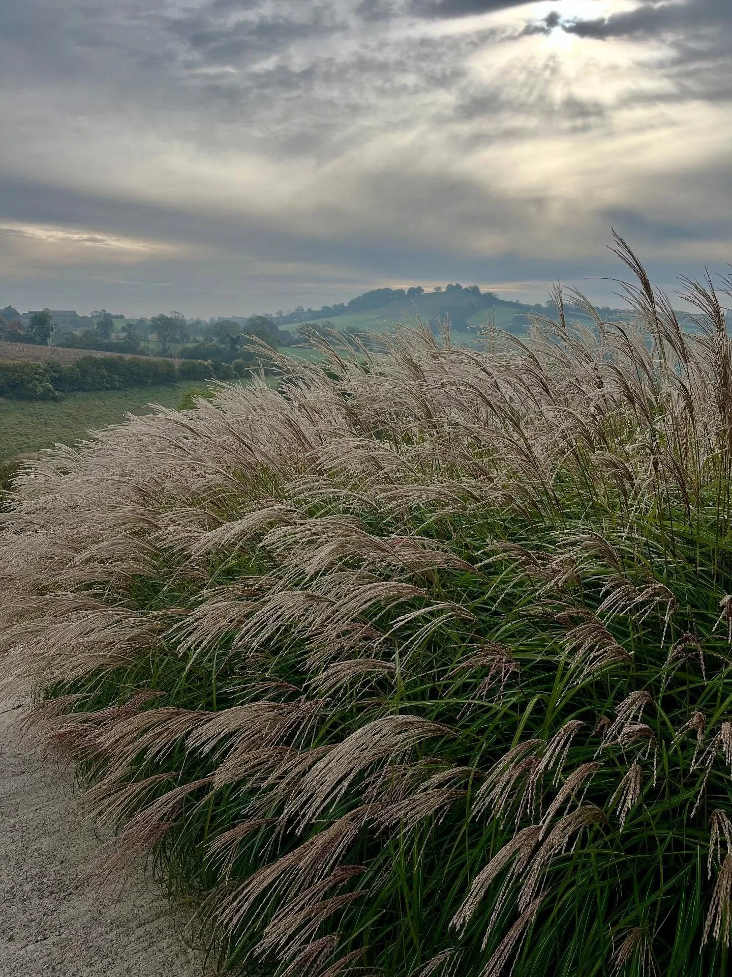 Beautiful light this morning, I used to be a Summer girl but now finding the heat too much at times and now preferring Autumn 🍁🍂#miscanthus #autumn #somerset #englishgardens #ornamentalgrasses #gardenphotographer