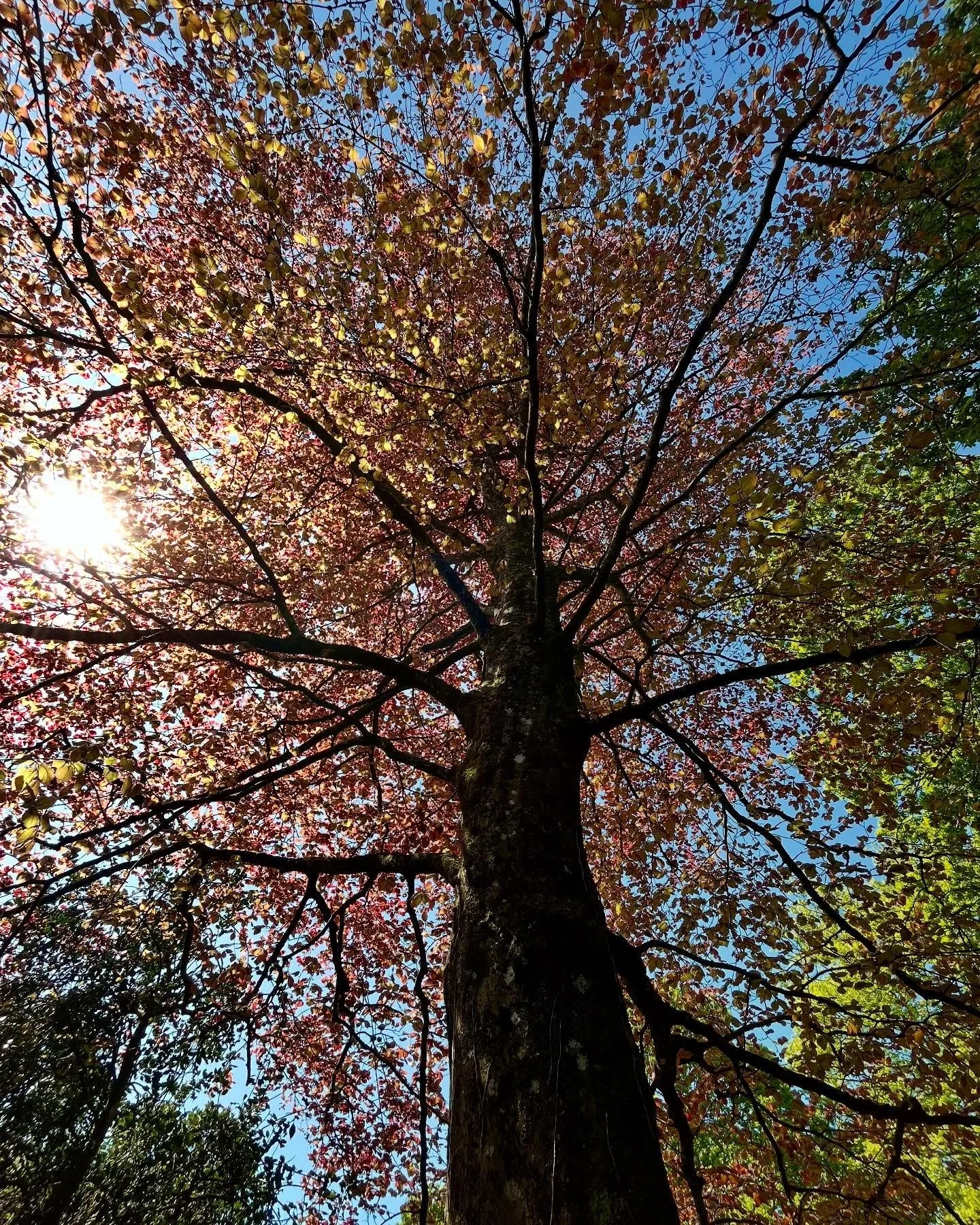 And in a week the Purple Beech is out ❤️ #fagussylvatica #purplebeech #treelove #woodland