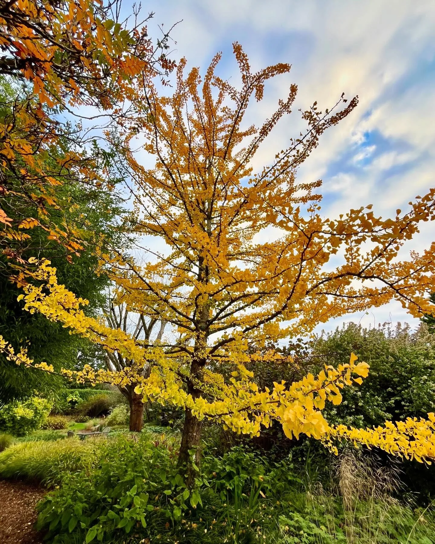 Beautiful buttery yellow of the Gingko biloba at @knoll_gardens #autumntrees #autumncolours #gingkobiloba #knollgardens #dorset