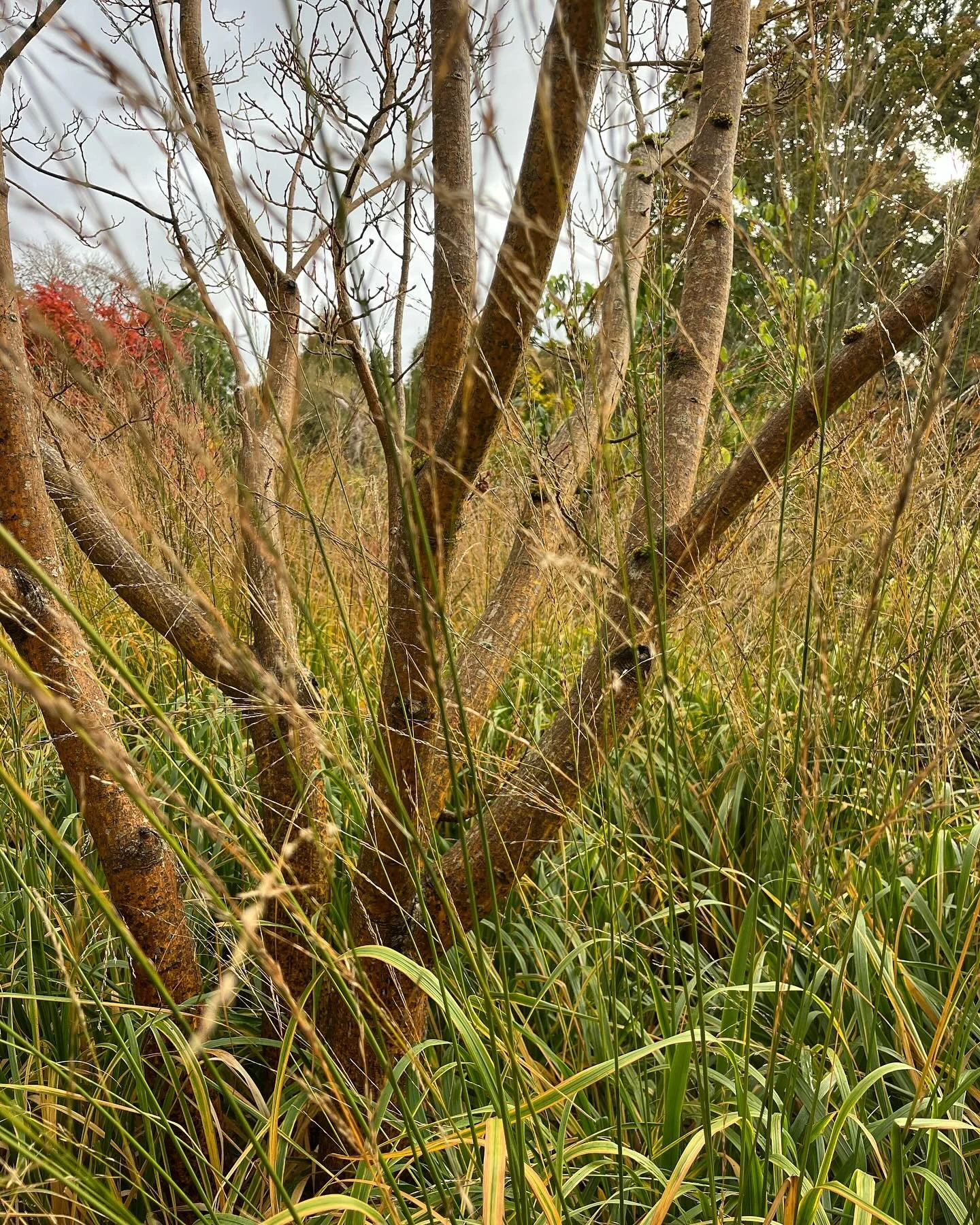 Light just starting to come through @hilliergardens on Acer rufinerve &lsquo;Erythrocladum&rsquo; under planted with Molinia caeurulea &lsquo;Zuneigung&rsquo; #gardenphotography #gardenphotographer #autumncolors #ornamentalgrasses #acer #autumnvibes?