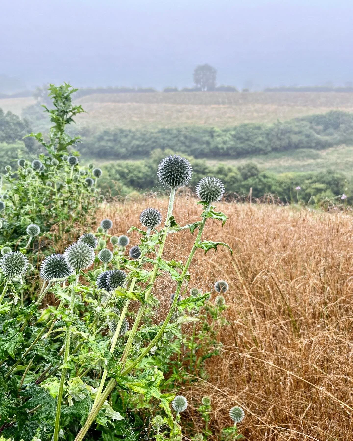 Bit of a damp, murky morning but seems to be brightening up. #somersetgarden #gardening #echinops #ornamentalgrasses #meadow #