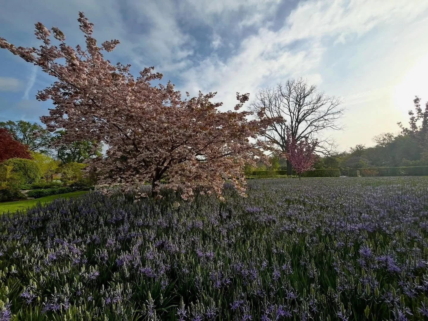 Beautiful morning at @rhswisley with @gdnmediaguild and @the_pgpa #springblossom #camassia #rhs #gardenphotography #gardenphotographer