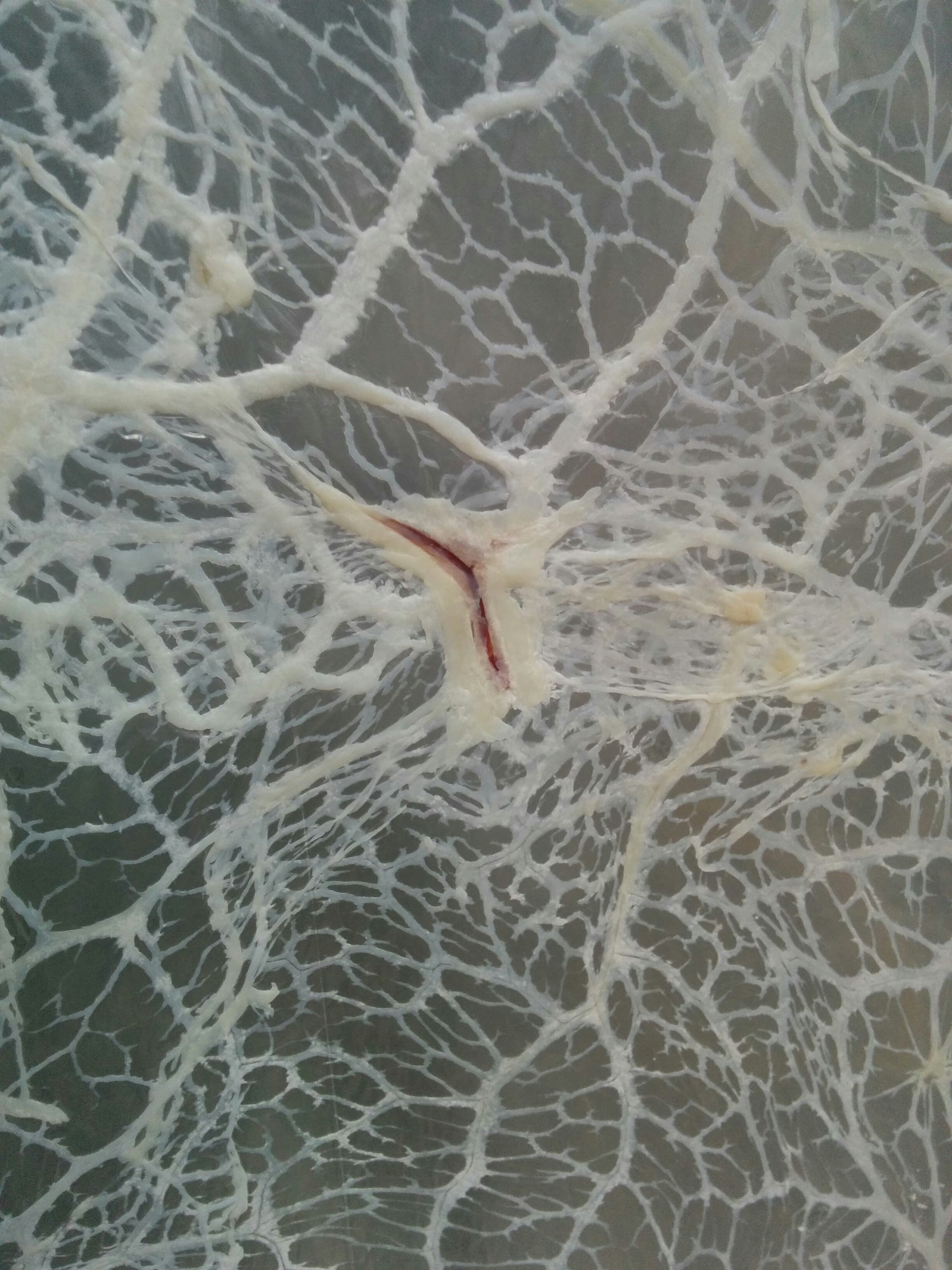 A close up of one of the vessels