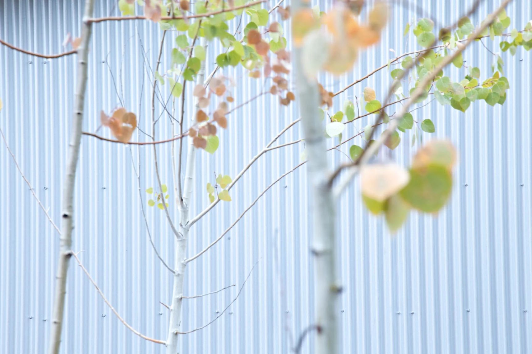 Corrugated metal siding - Lake Tahoe Modern Home
