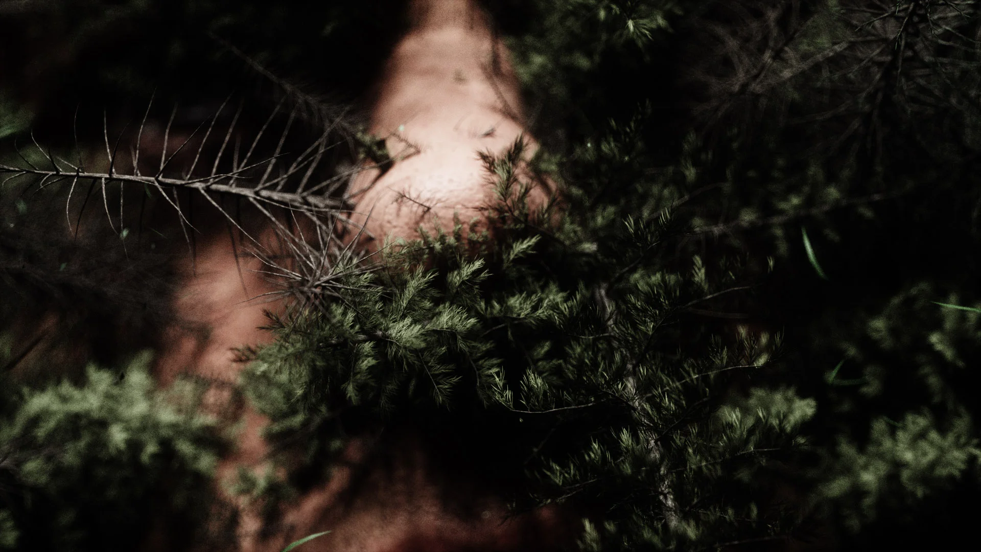canio_alberi_2_closeup0276.jpg
