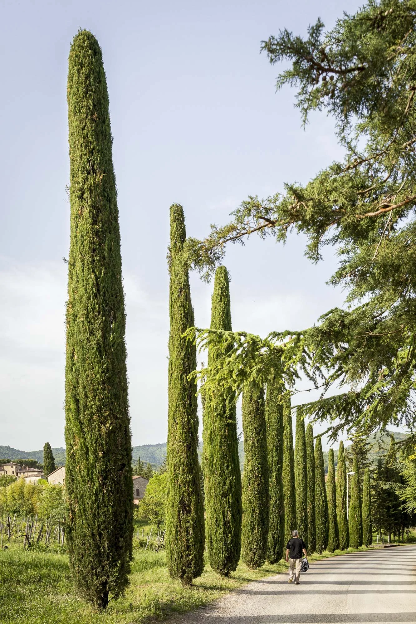 Tuscan Green-9IMG_0420.jpg