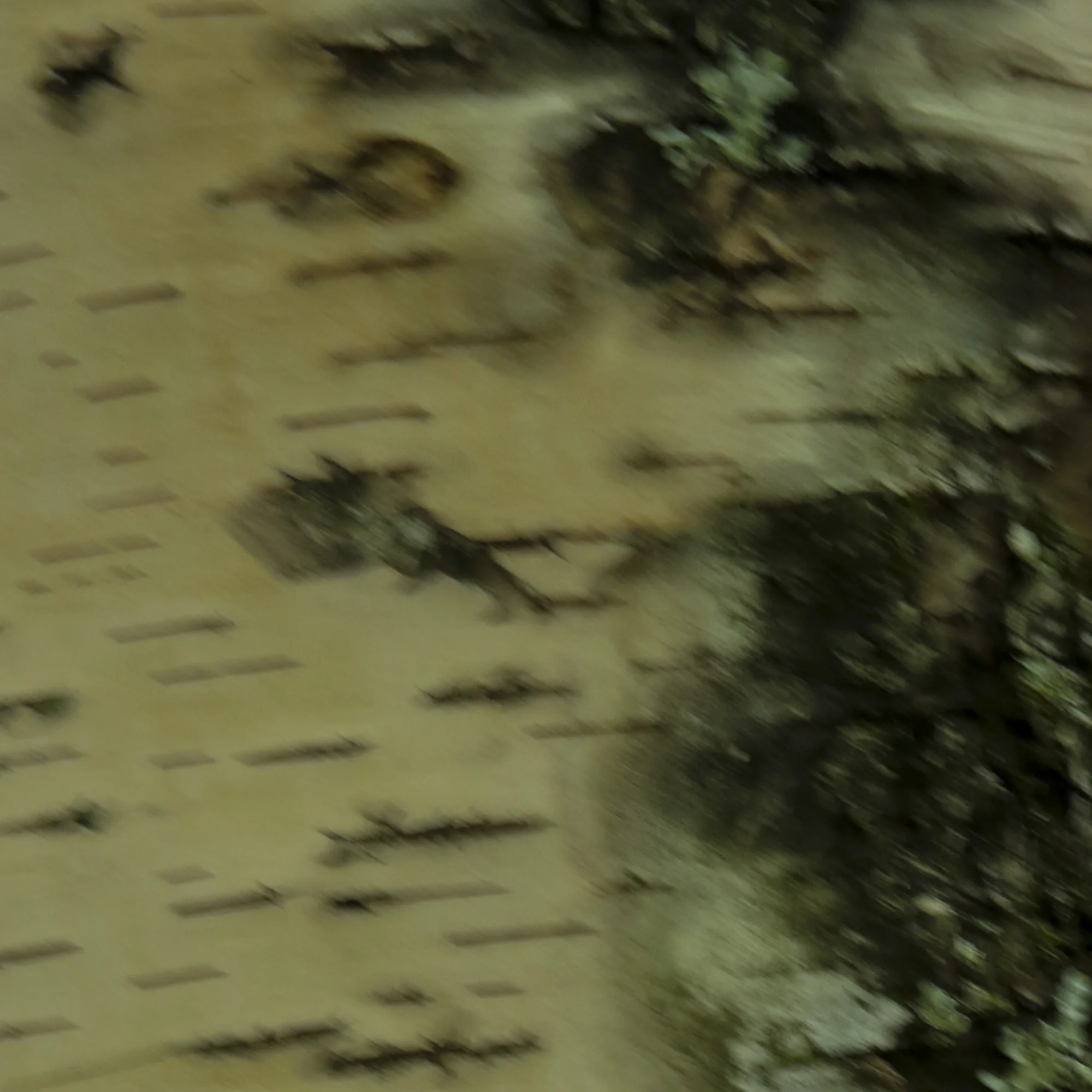 Chanticleer-Abstracts-59G9A0560.jpg