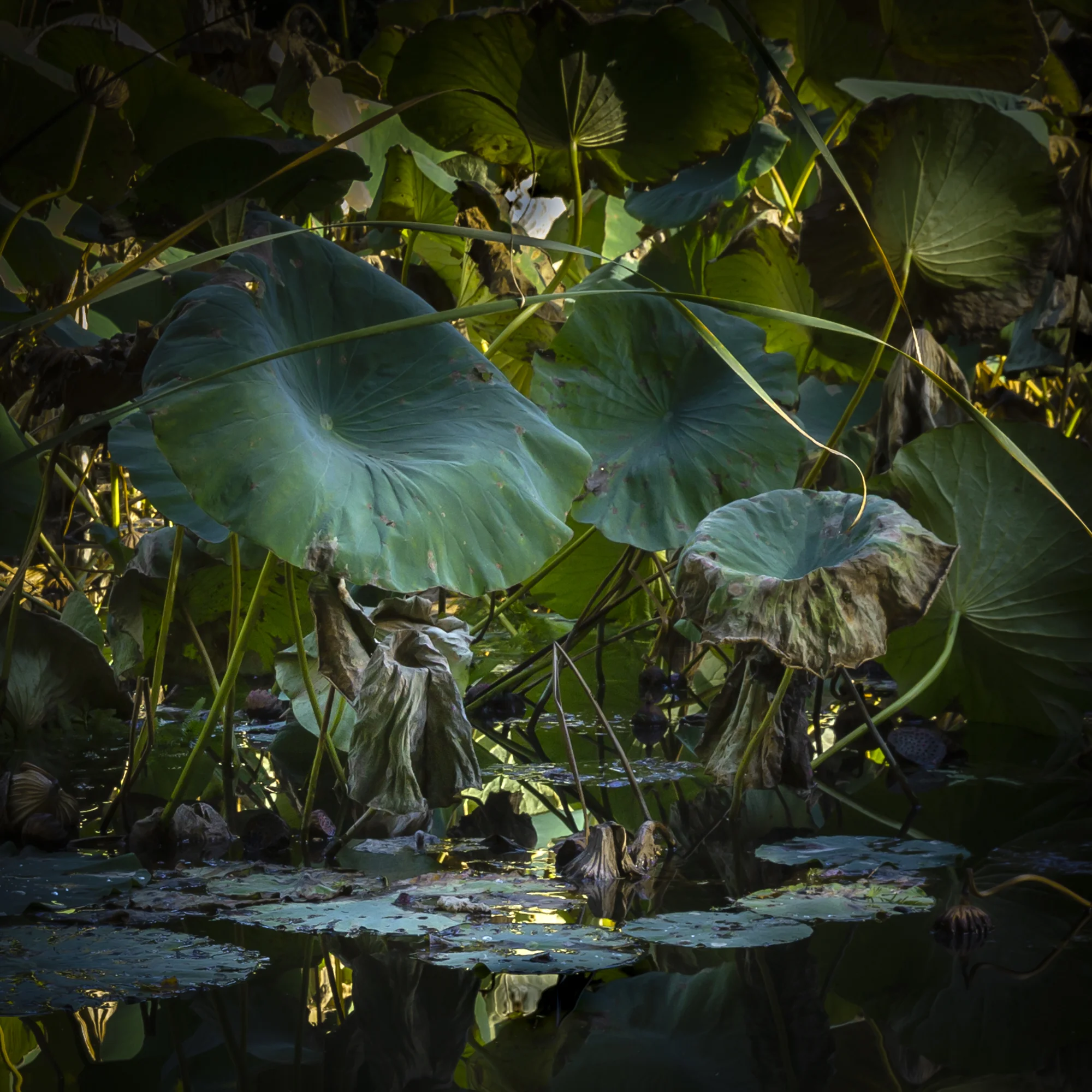 untitled-11.jpg