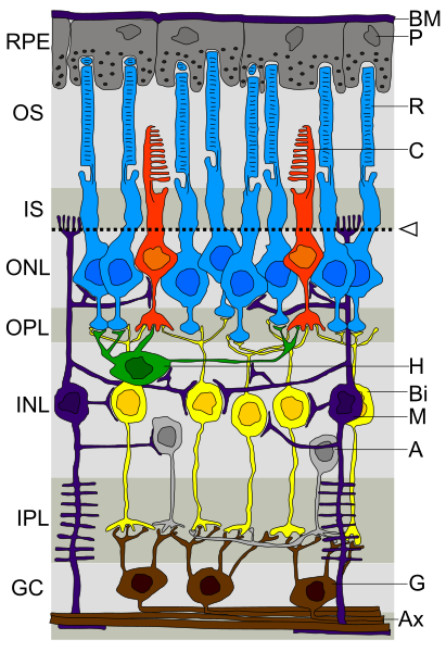 The Layers of The Retina