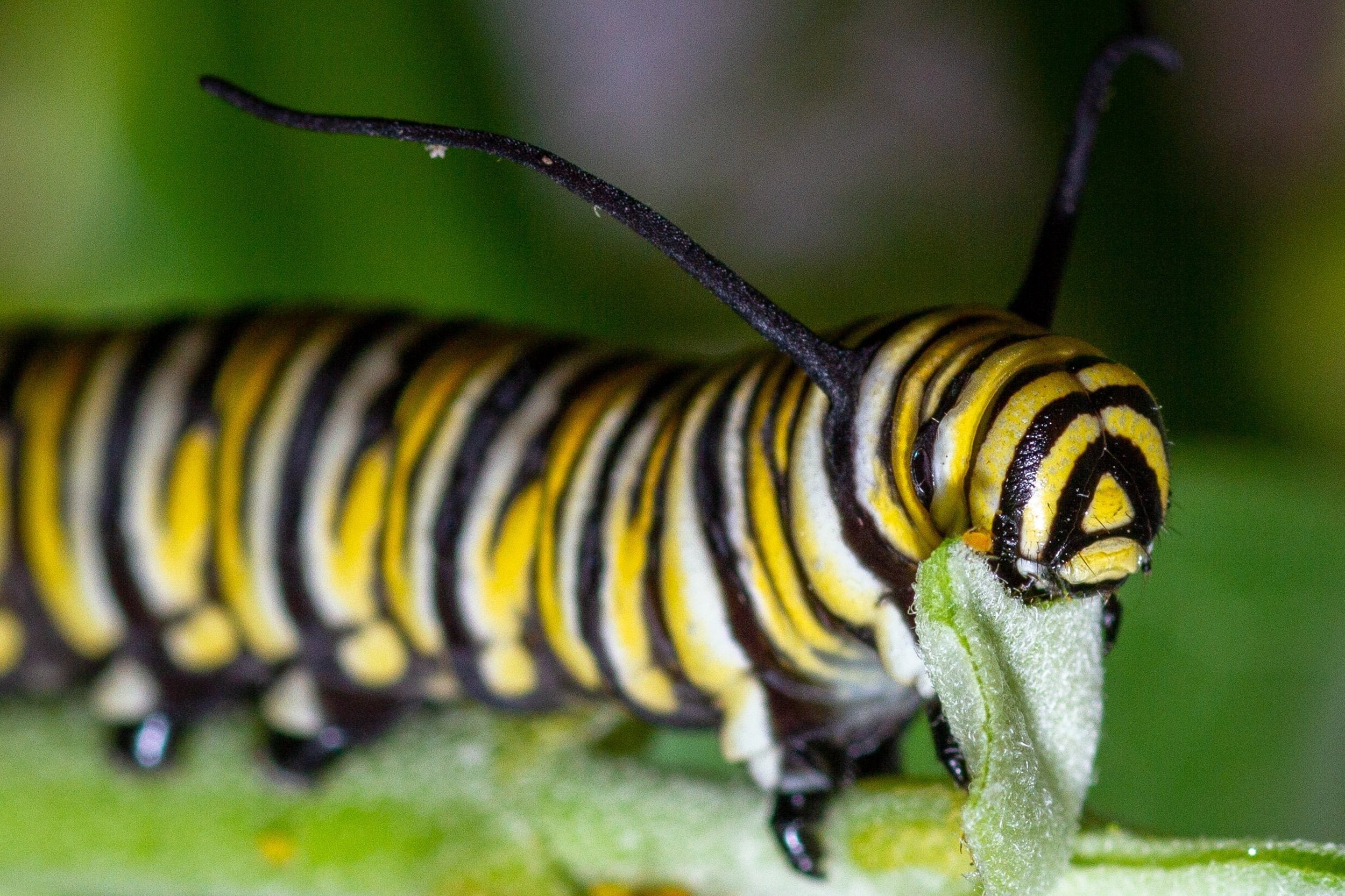 Monarch Caterpillar Munching Milkweed