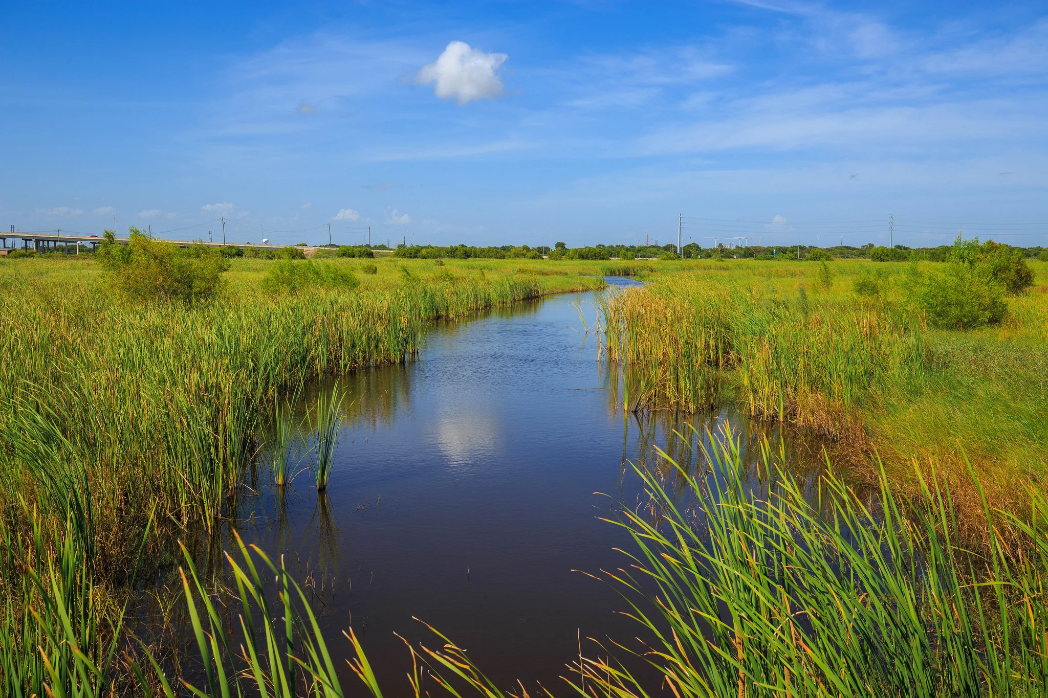 Freeport wetlands. Credit: Randall Pugh .