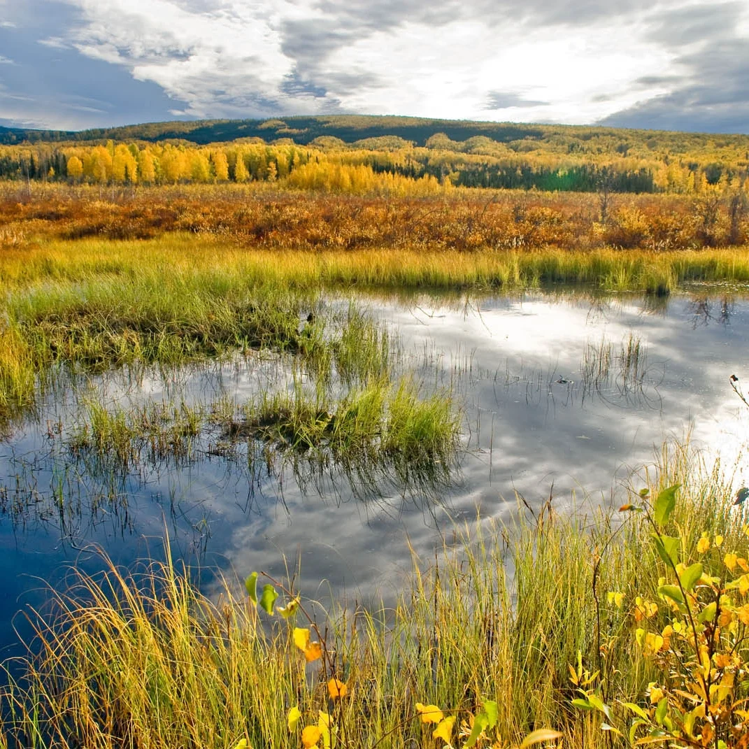 epa_wetlands.jpg