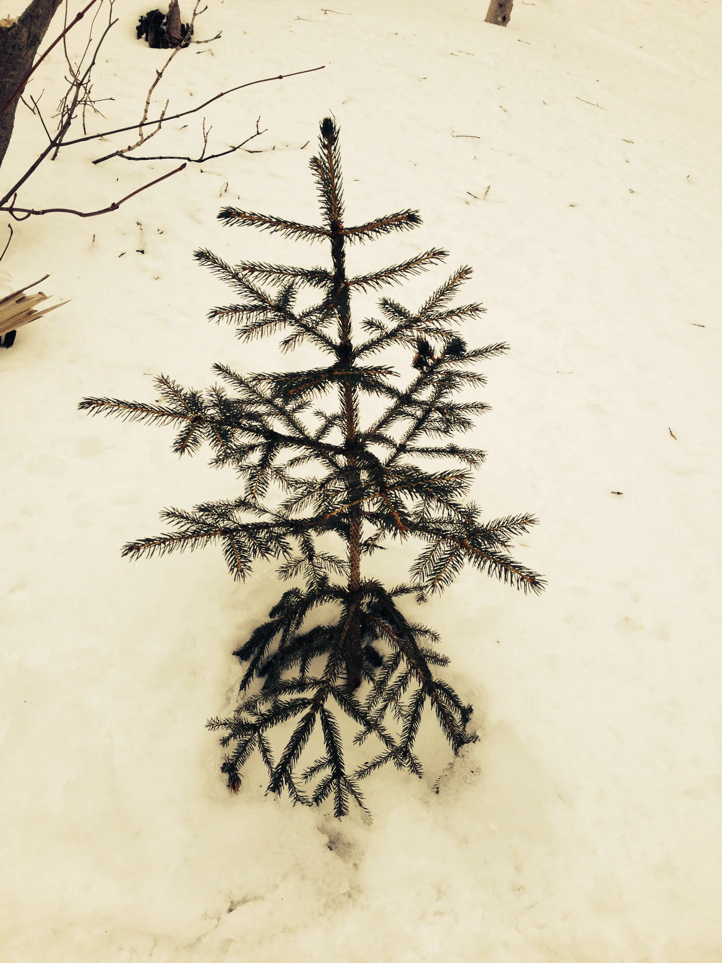 Saltbird Cellars at the Shamrock Christmas Tree Farm