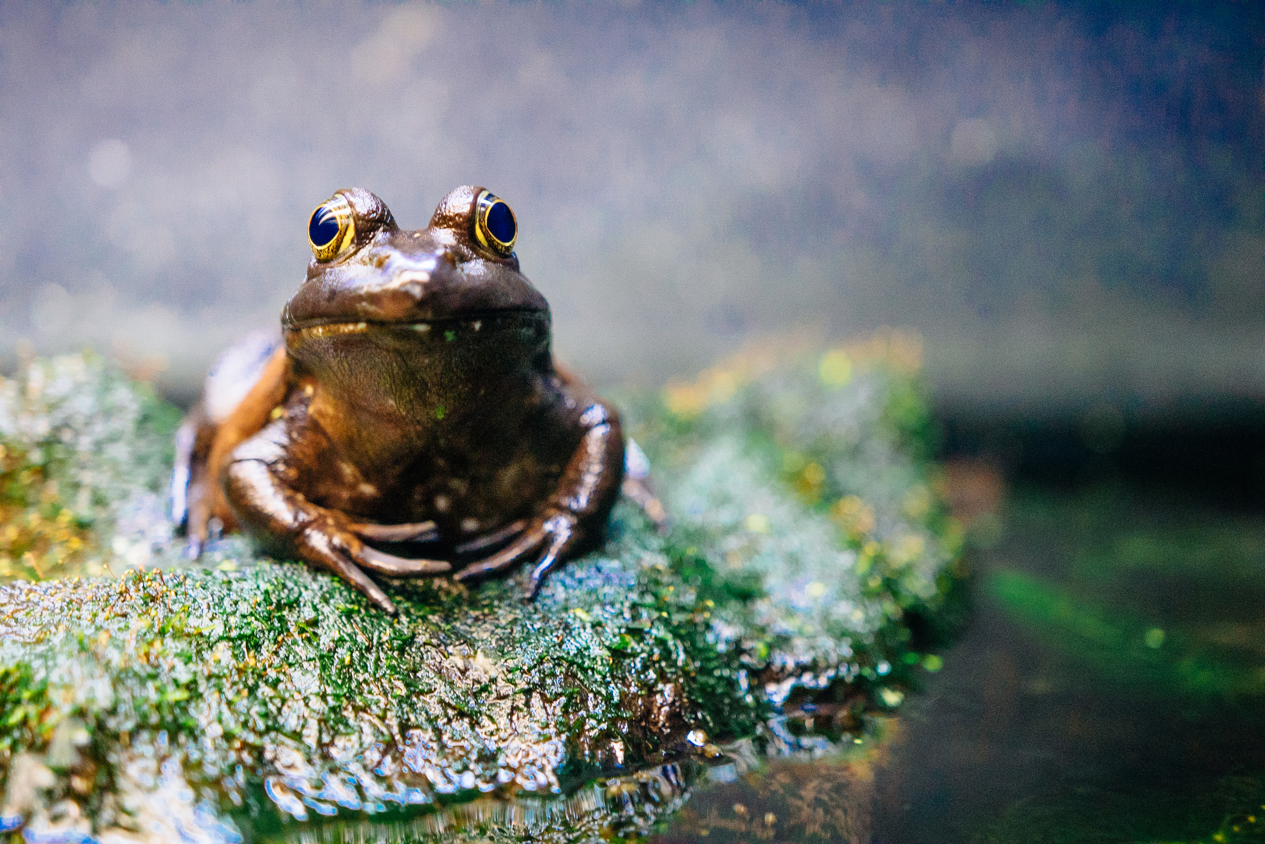 Bronze Statue/Mr. Slimy - Looking deeply into the frog's eyes, I noticed its loneliness. It croaked back at me confirming my sentiments. 