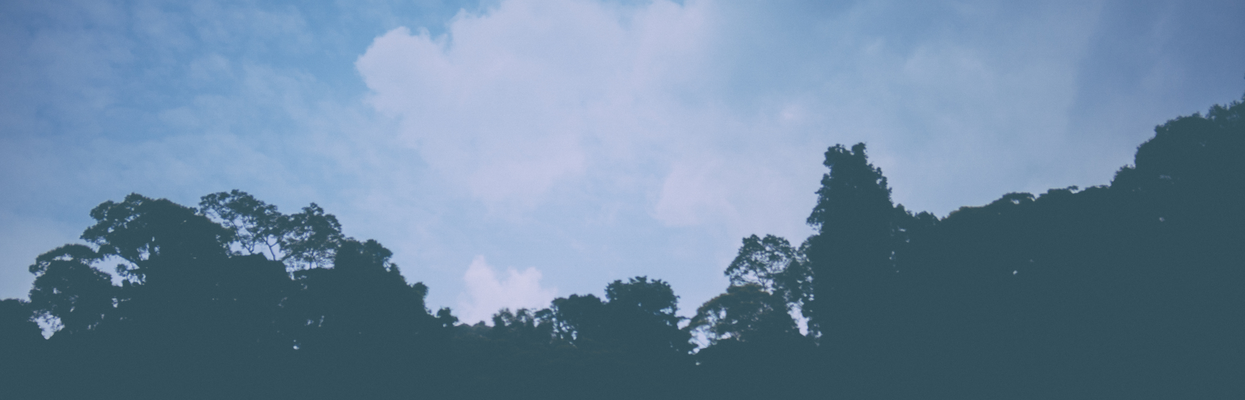 Juxtaposition - The efferverscence of the blue sky competes with the forest's dense canopy. 