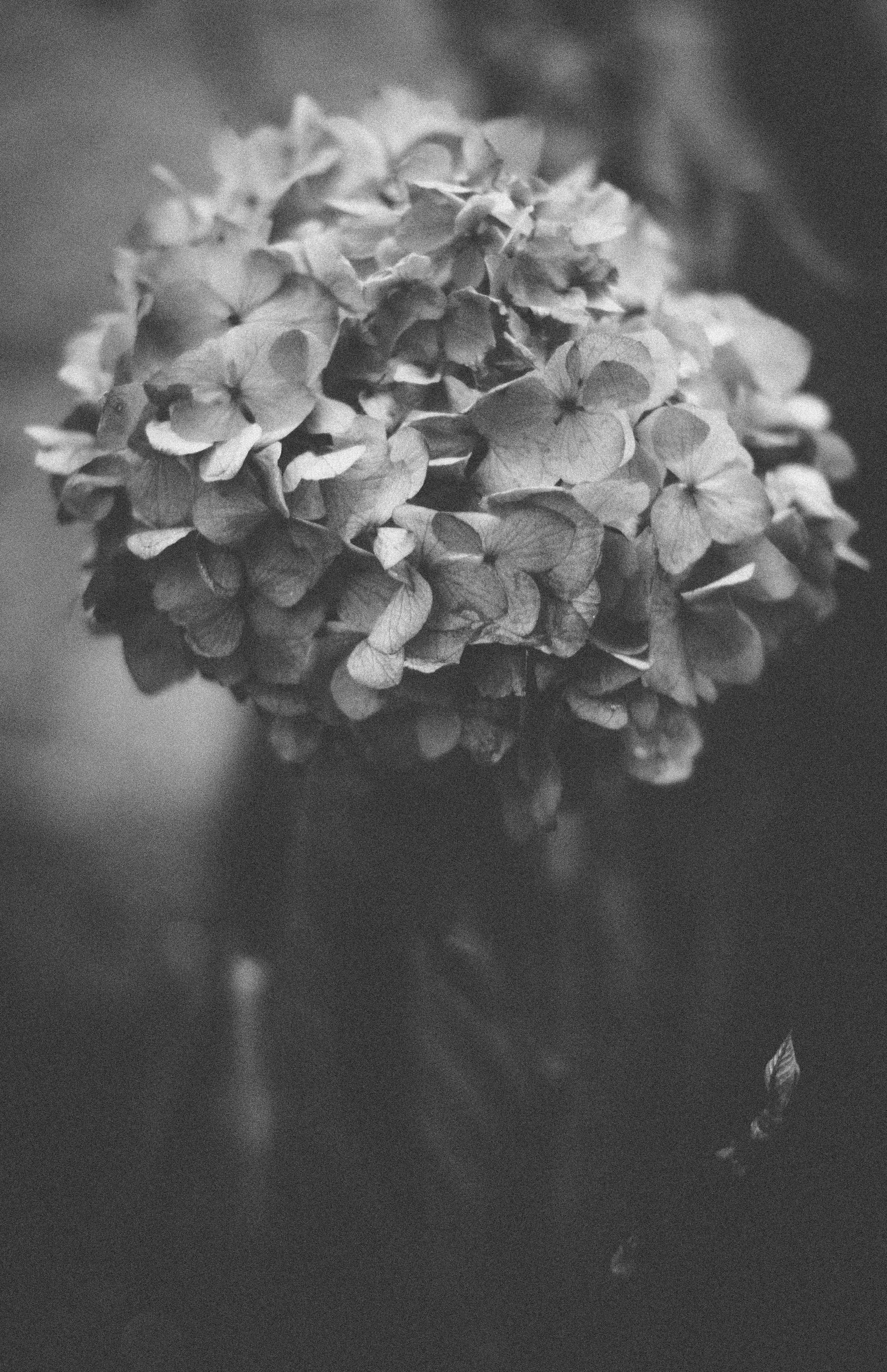 But beauty does fades.