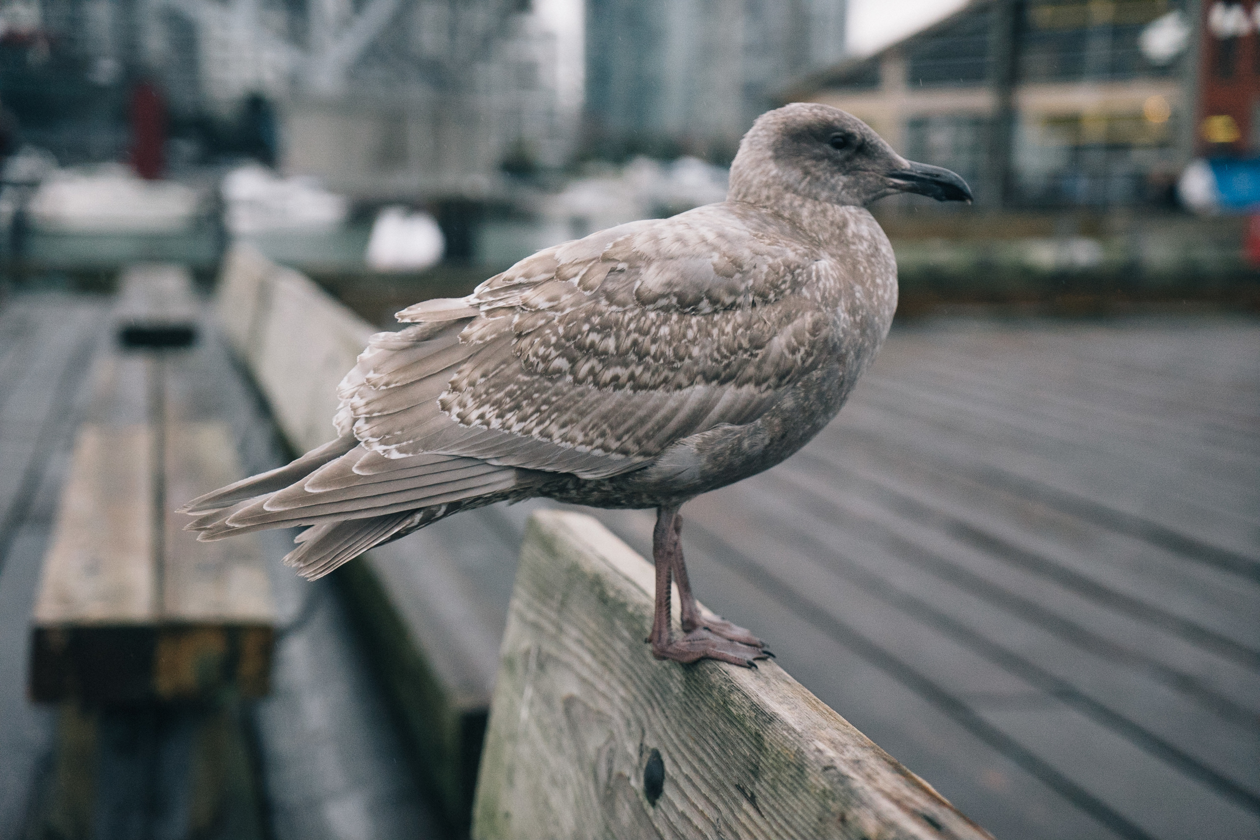 While I munched on my fish and chips, this seagull sidestepped closer and closer to me until I fed it a fry. It stared back at me for more. I obliged. 