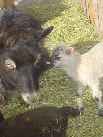 Stories for Adults: Flock Together