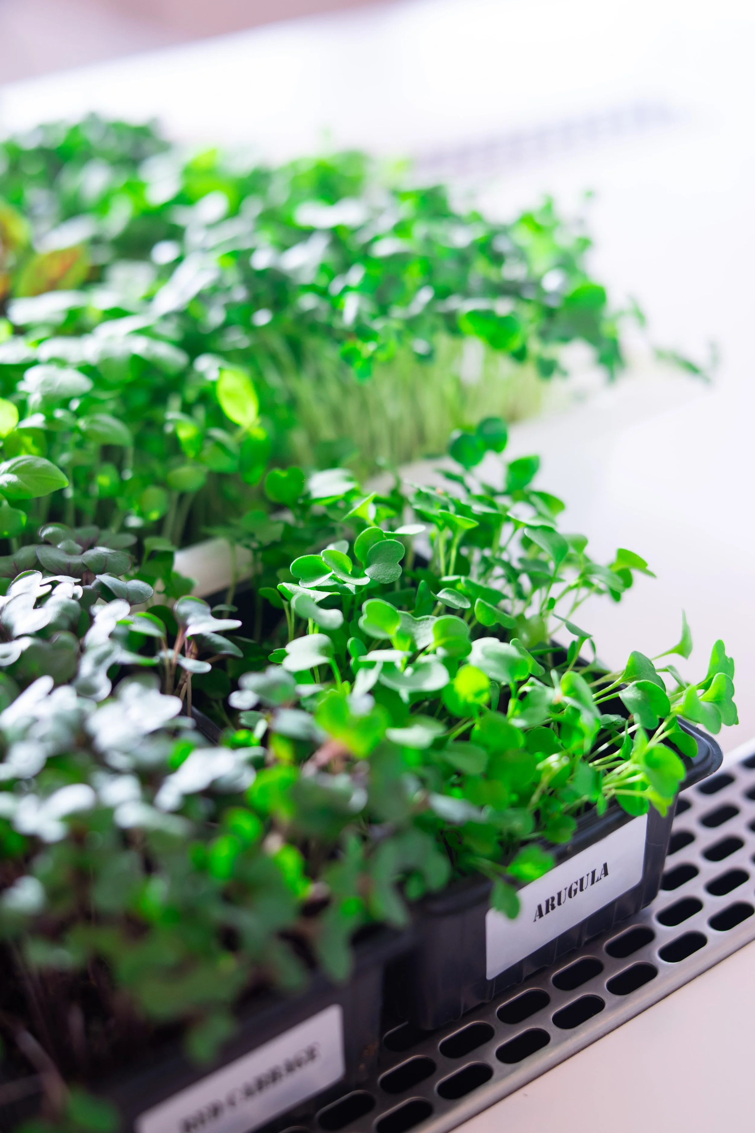 Herb supplier.jpg