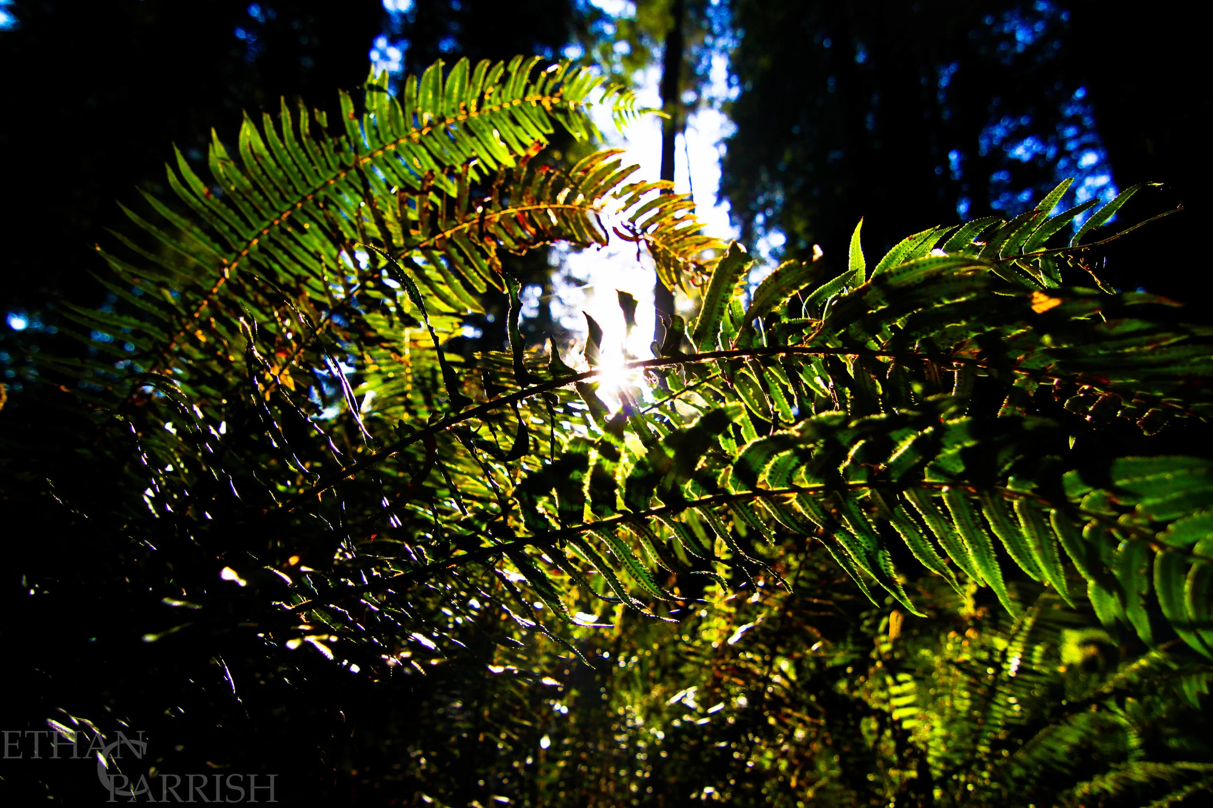 ECP_IMG_8720--.jpg