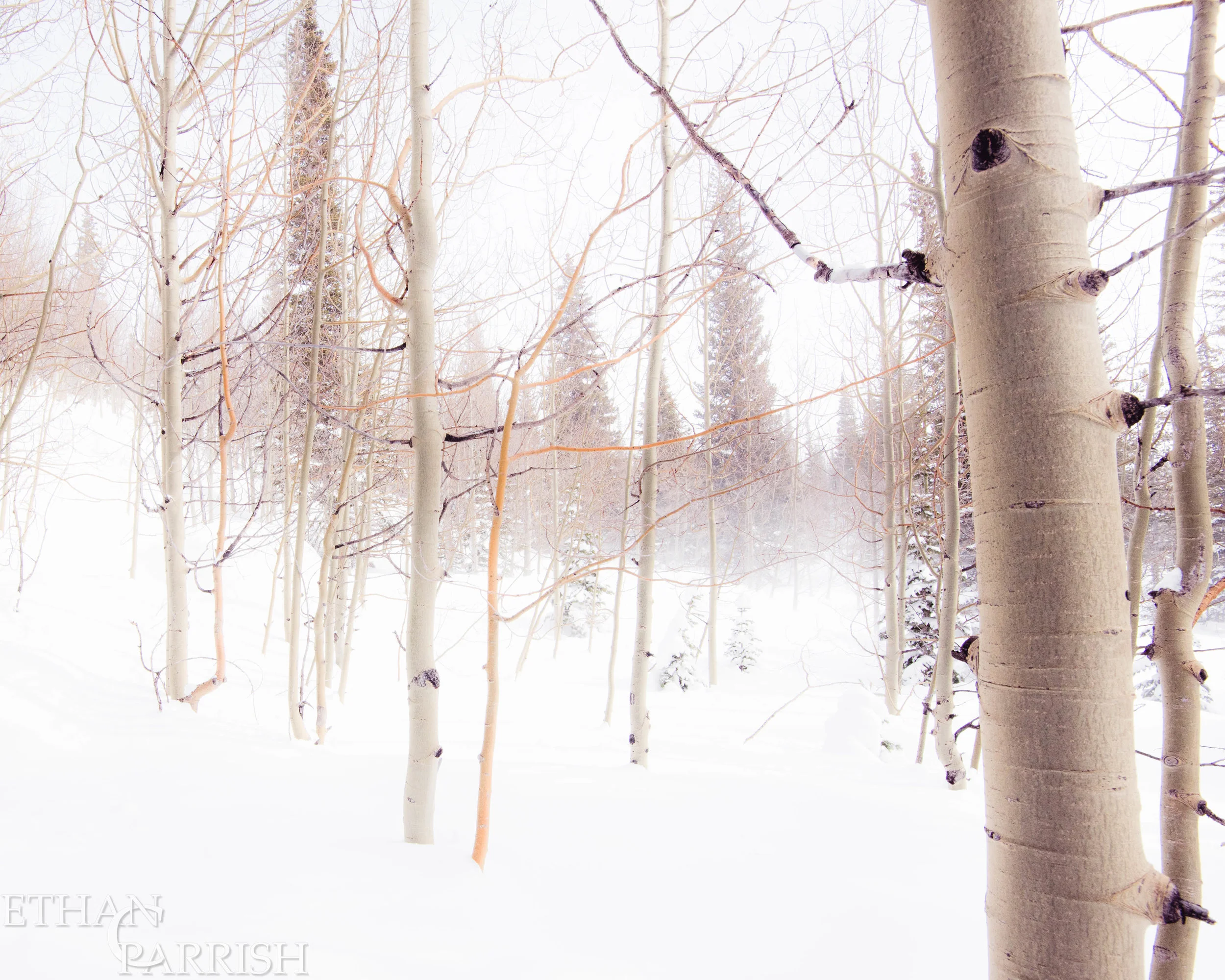 White Aspen