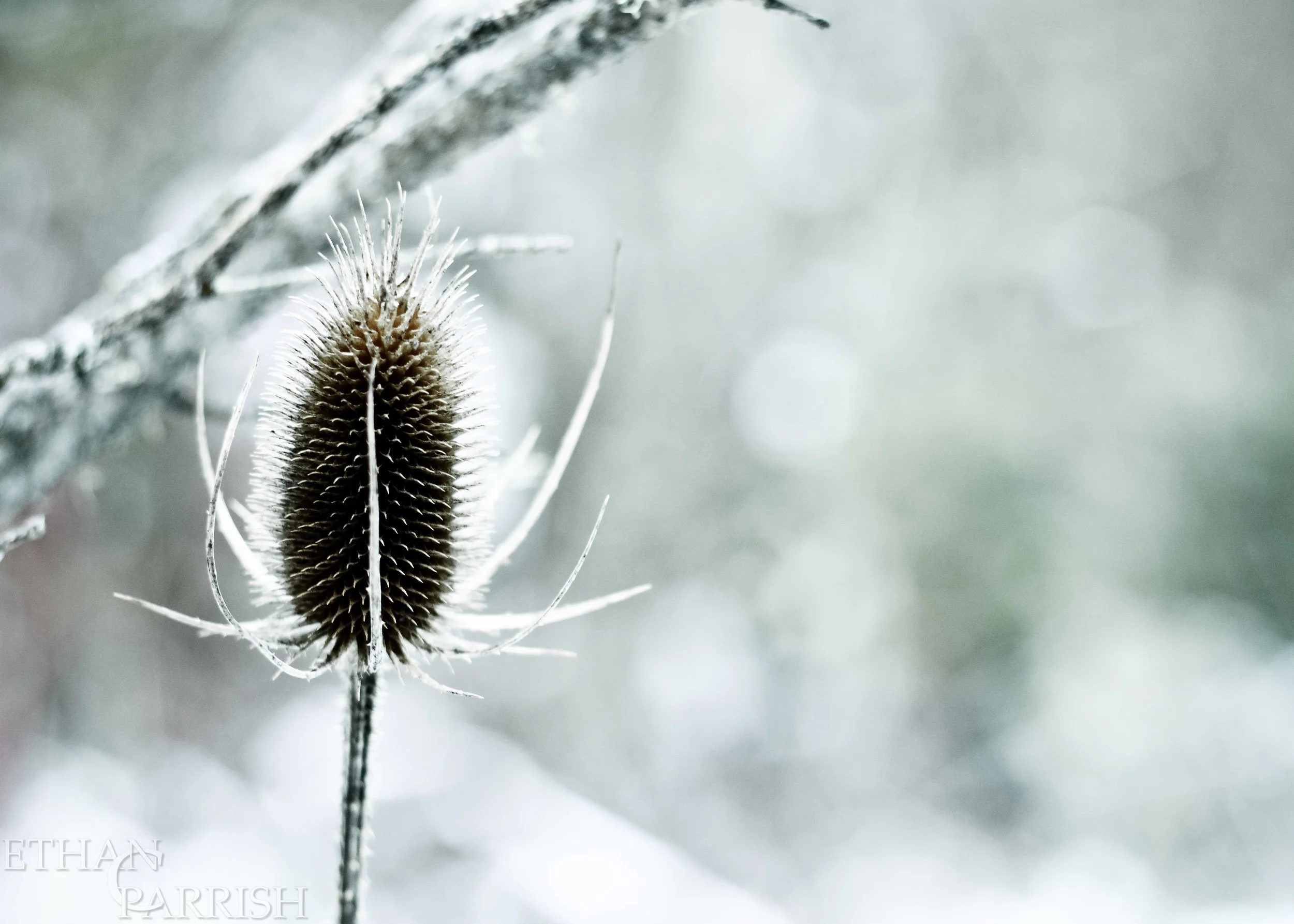 Winter Foliage