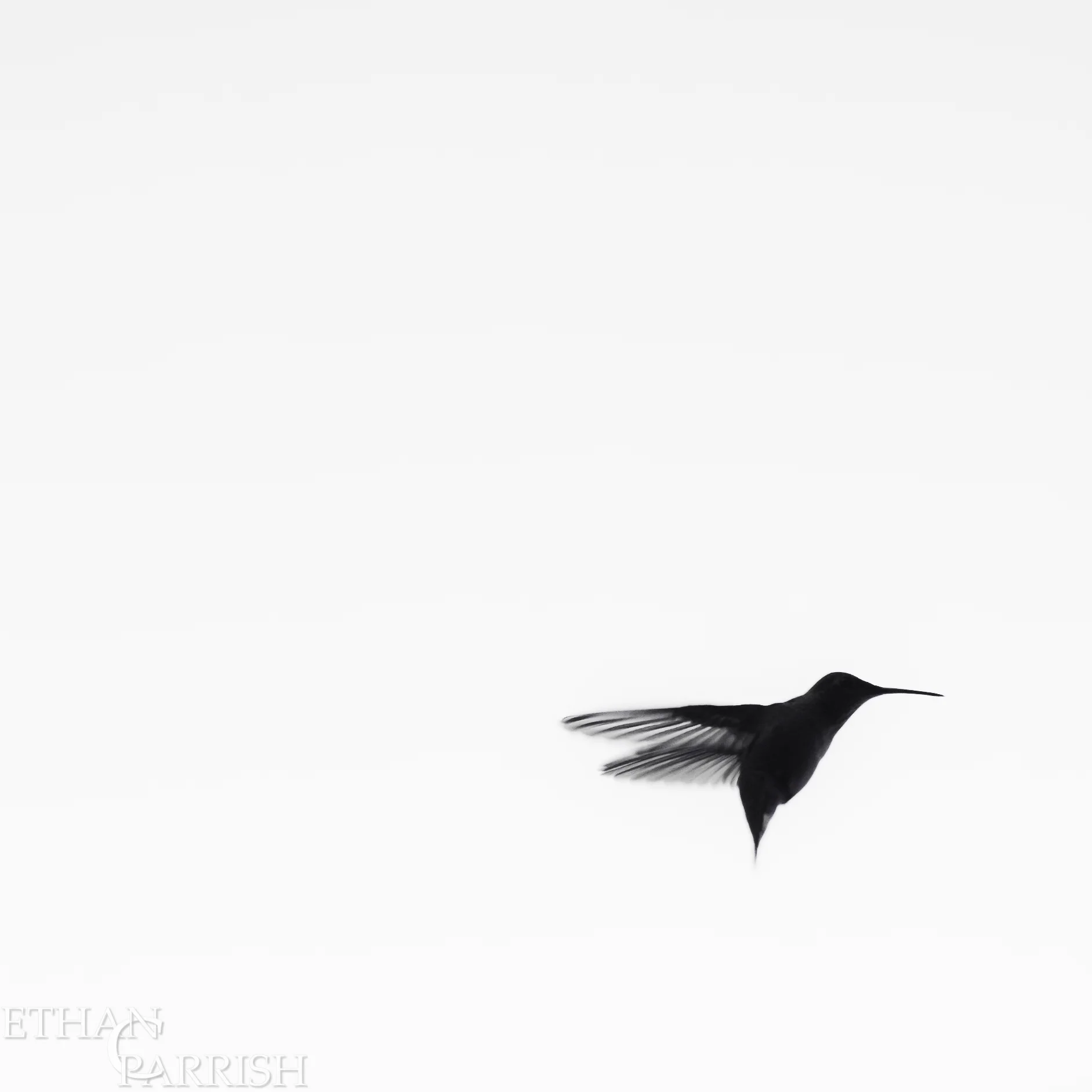 Hummingbird