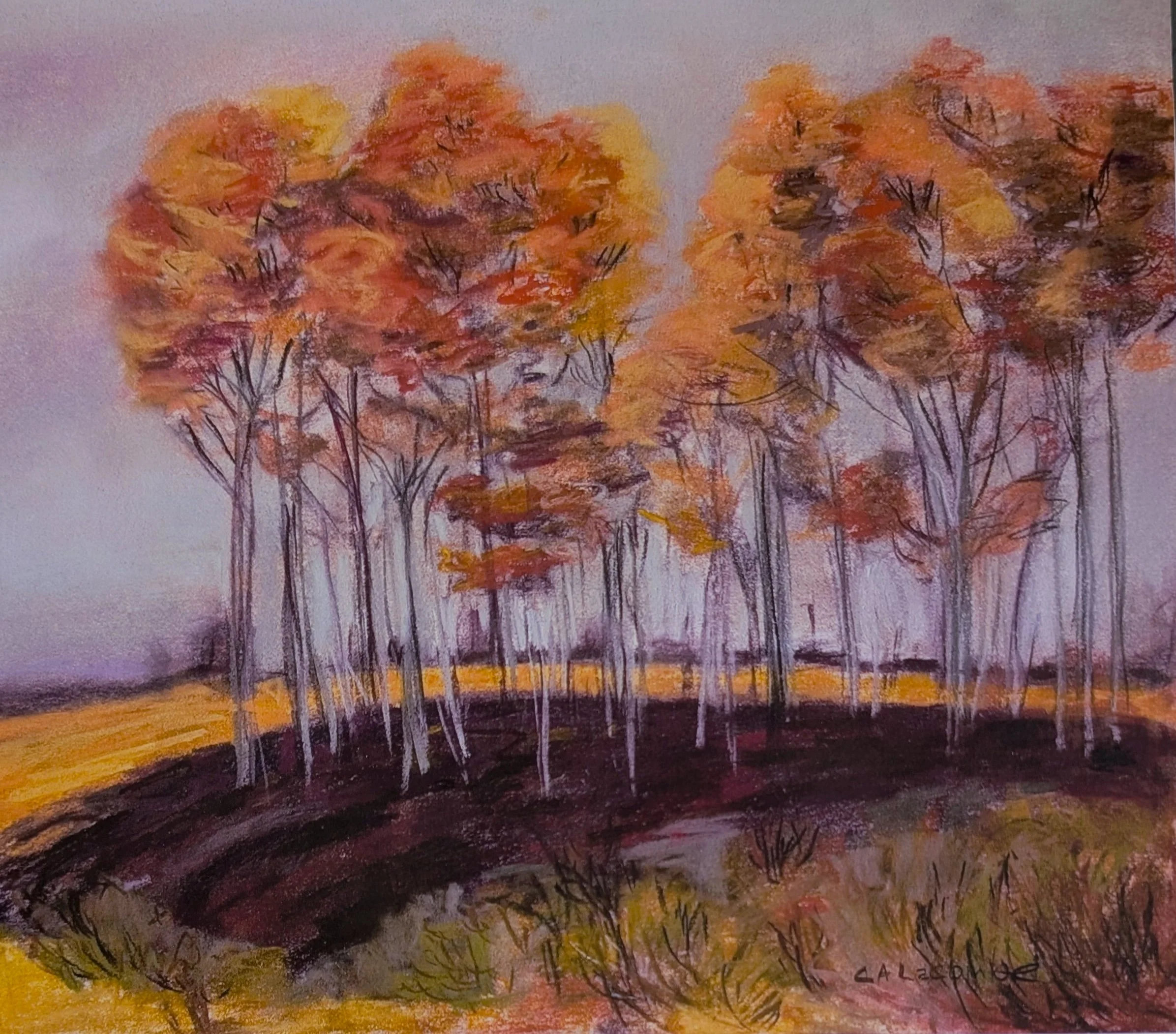 Fall Trees Oakland.jpg