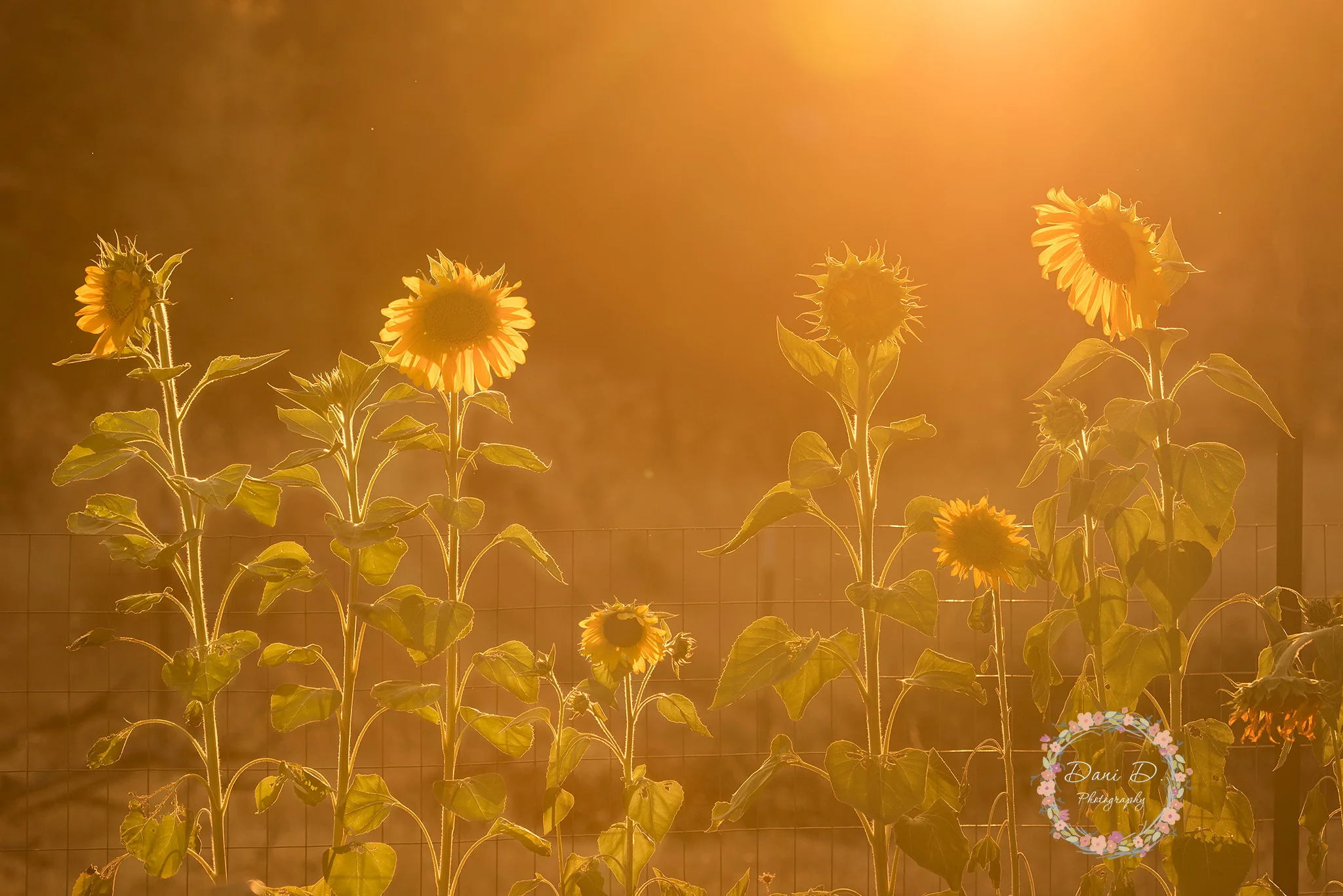 redding shasta county photographer