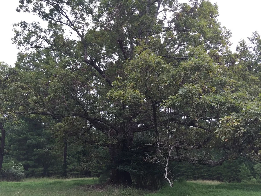 The "Tree of Life" from my backyard. Original image taken by David Wilder.