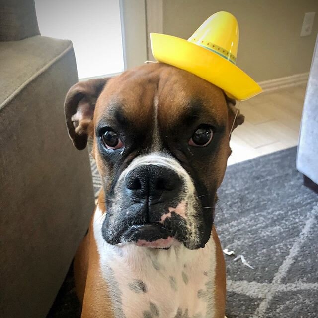 Happy Cinco de Mayo!  But because it&rsquo;s quarantine season, we just call today &ldquo;Tuesday.&rdquo; All dressed up with no where to go &mdash; Hazel will gladly share a taco if you have one though! 🌮🍹 #cincodemayo #tacotuesday #justatuesday #