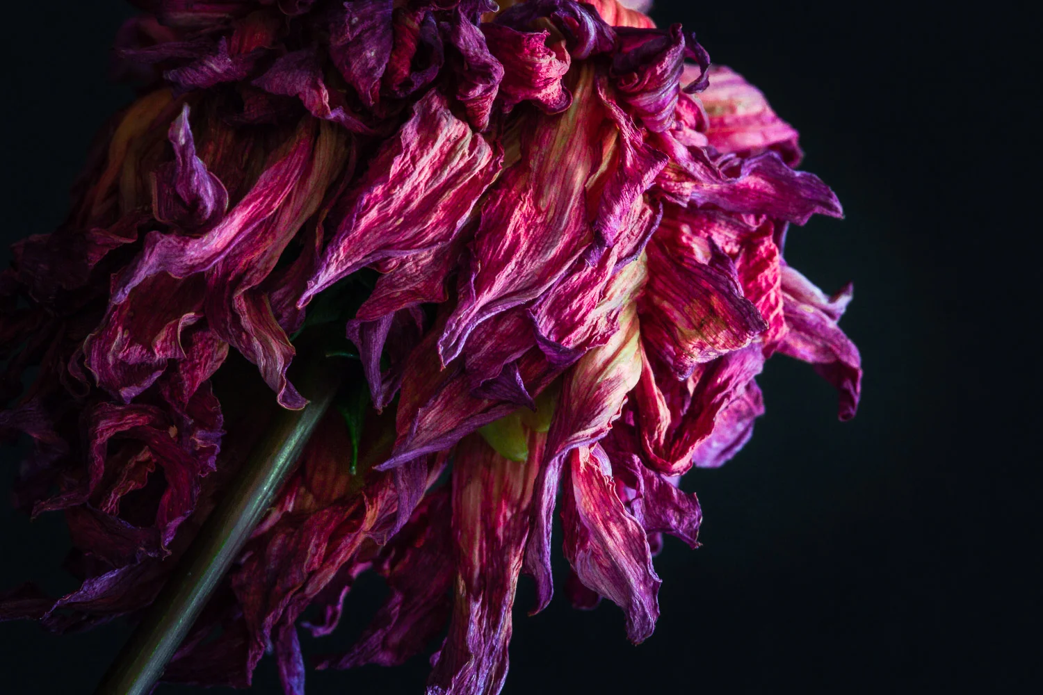 Remains of Beauty