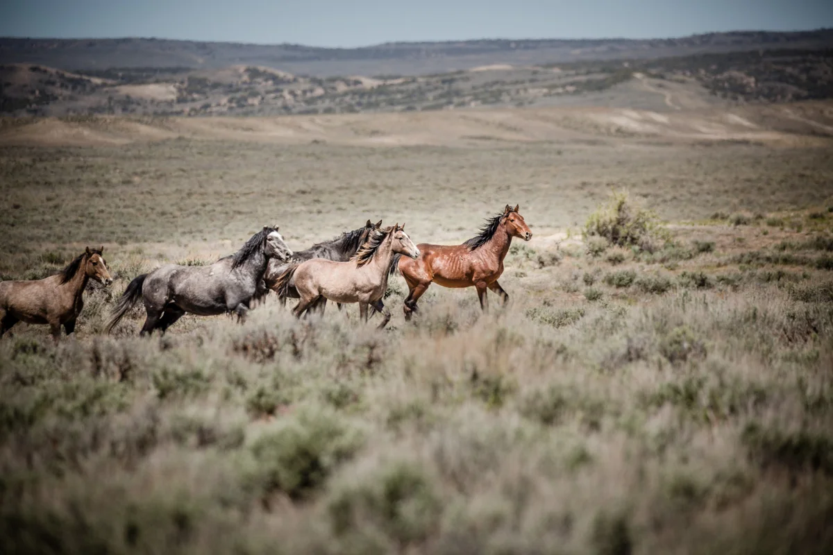 Gagne_WildHorsesofSandwashBasin_FamilyBandI.jpg