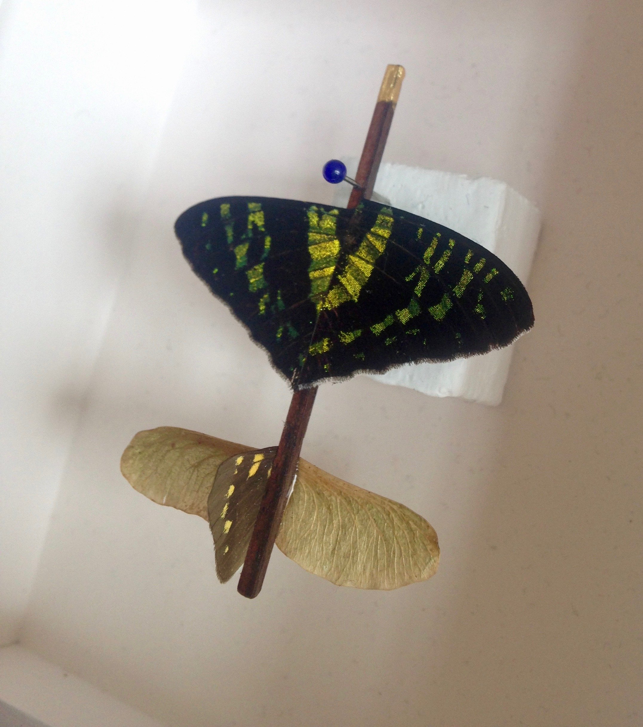 Butterfly:dragonfly wing gliders, 2017, 02.jpeg