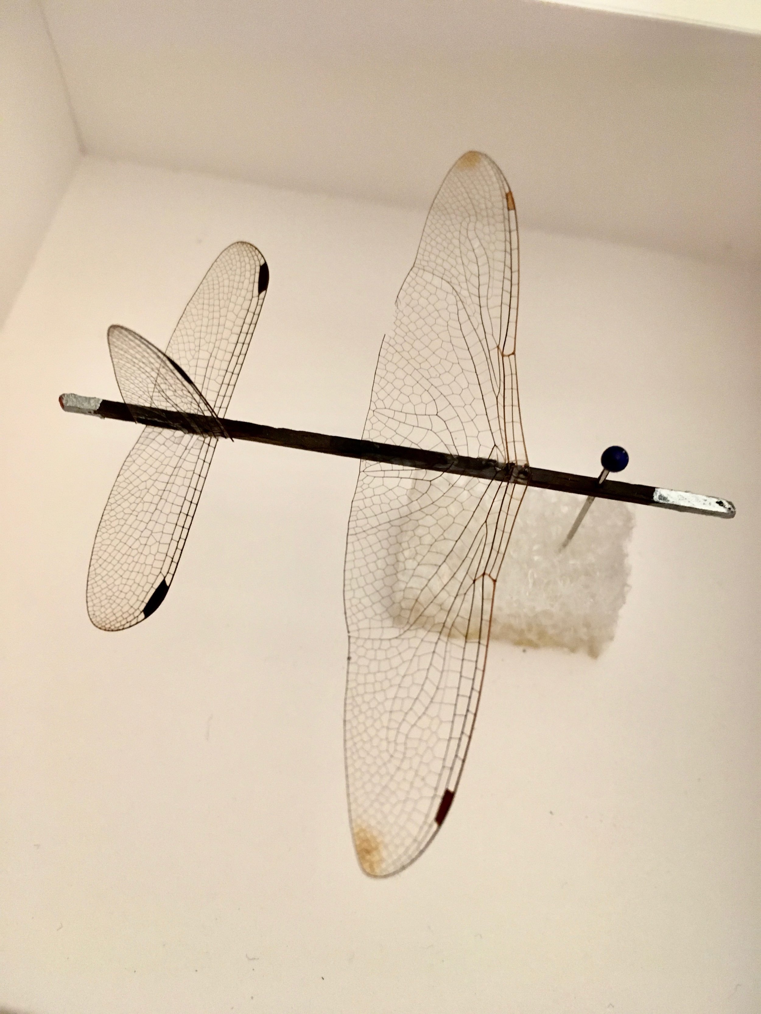 Butterfly:dragonfly wing gliders, 2019, 05.jpeg