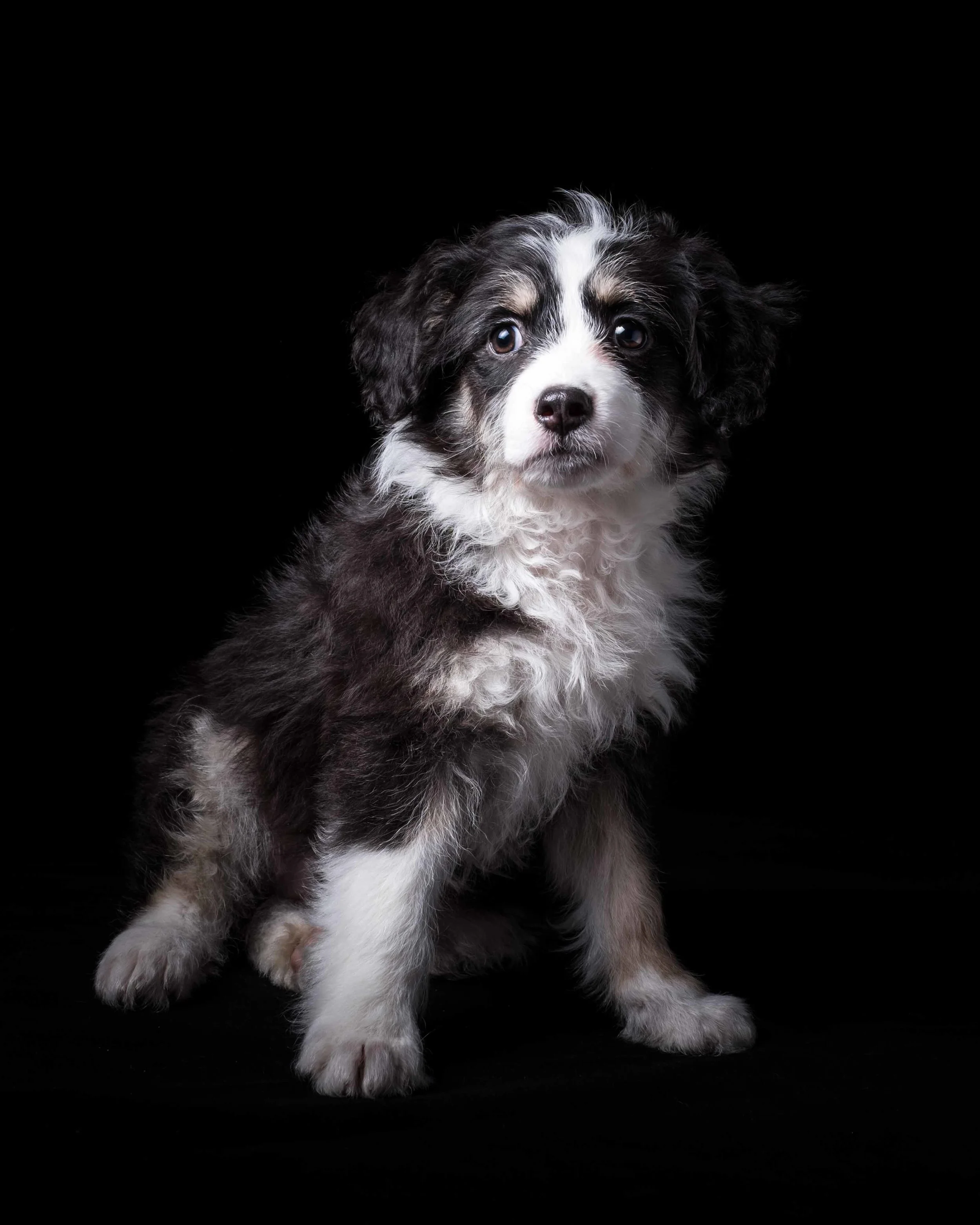 Rizzo (named after the character from the movie Grease).