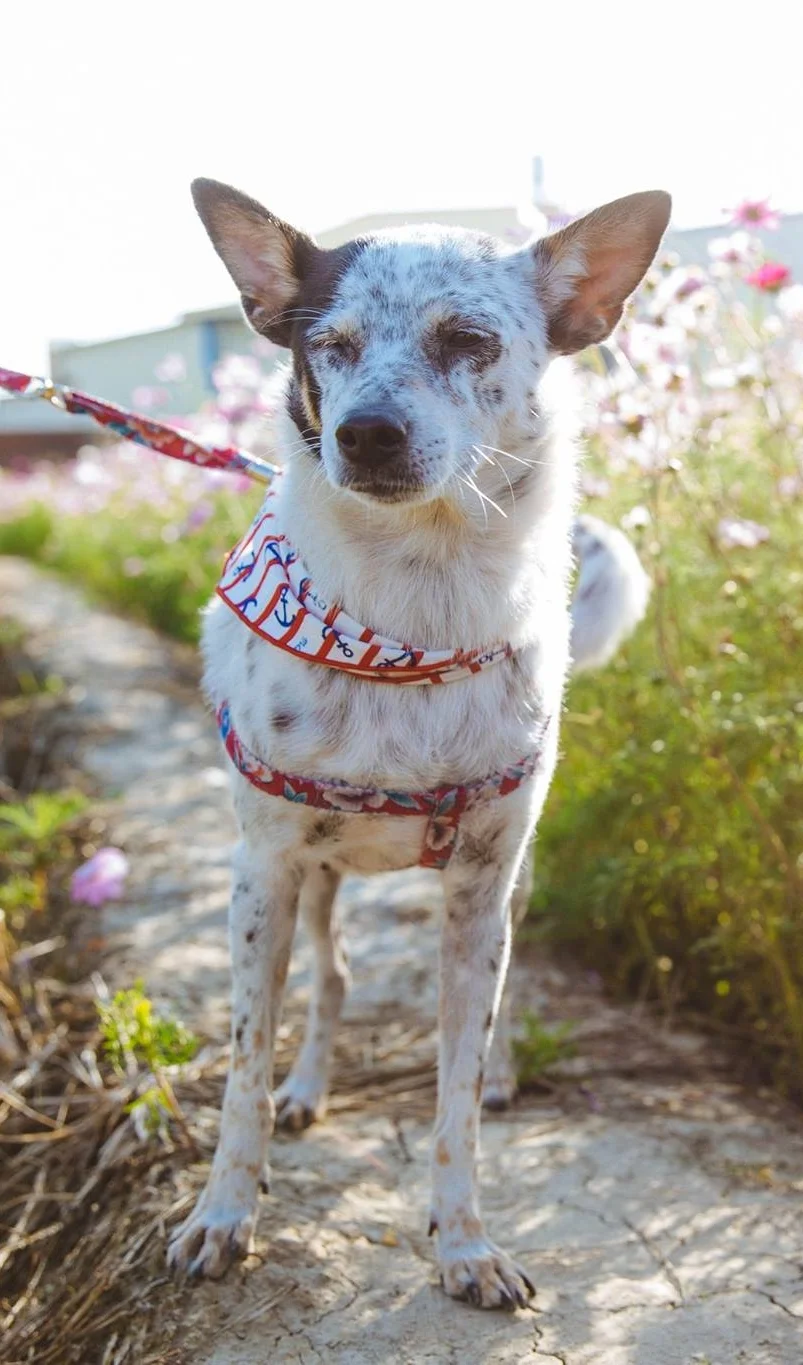 Maru (8).jpg