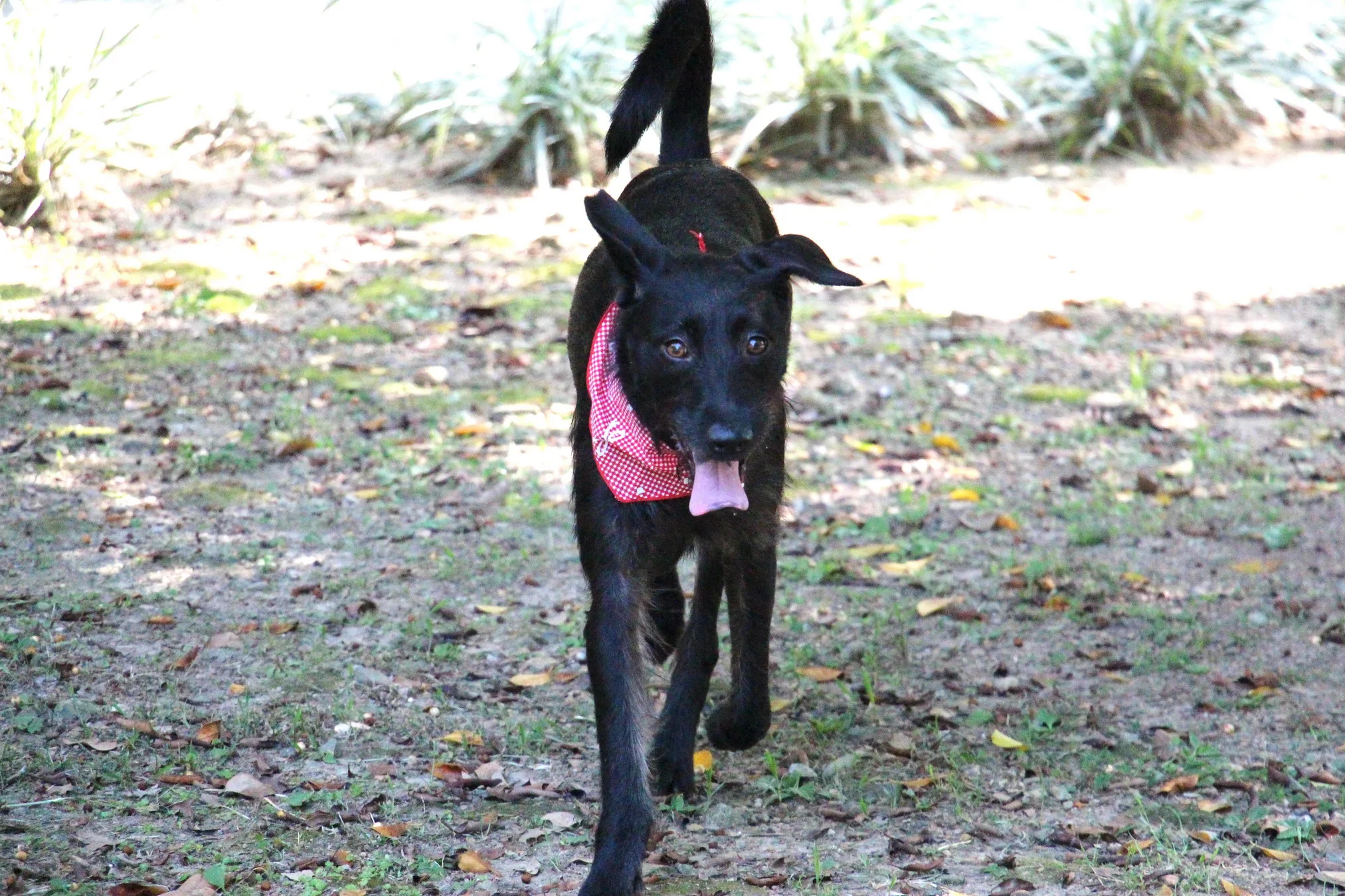 Beth walk 03.jpg