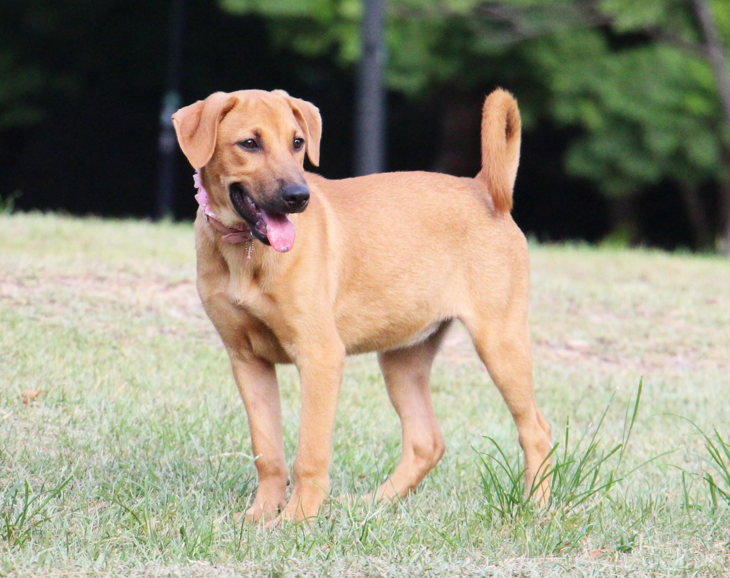 vizsla ridgeback mix