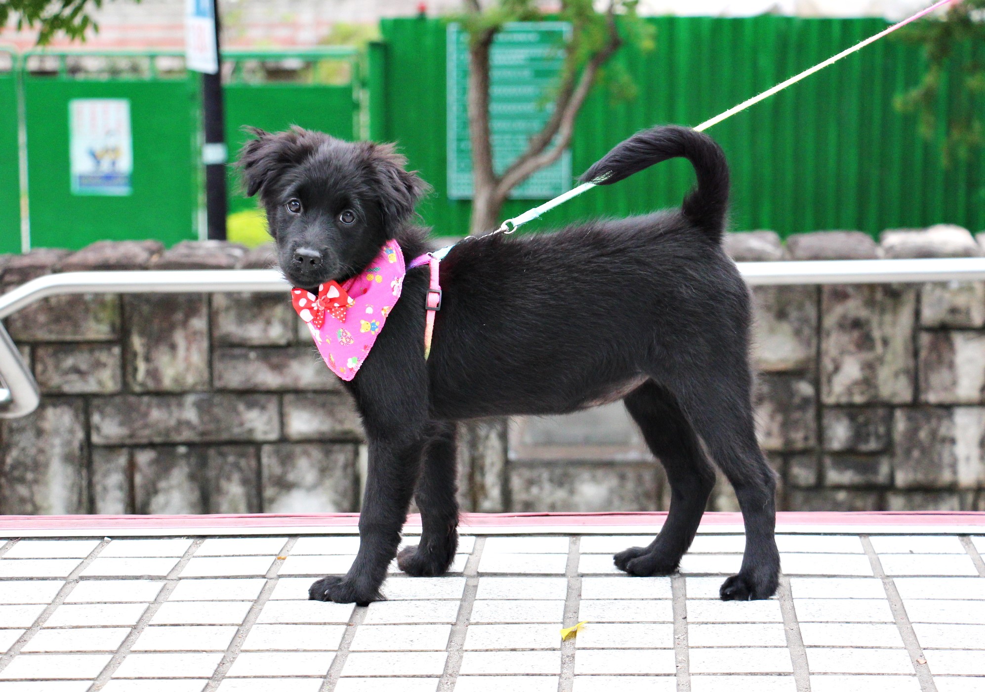 Kittie body L 01.jpg