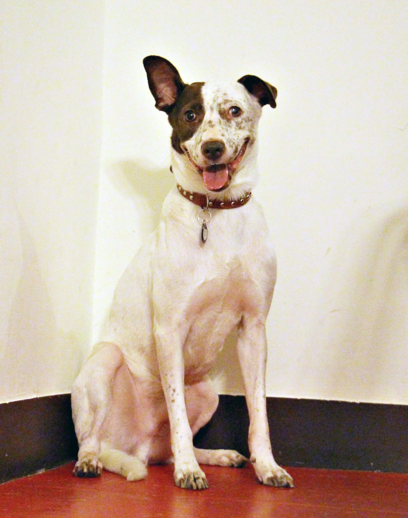 Browny 02 copy.jpg