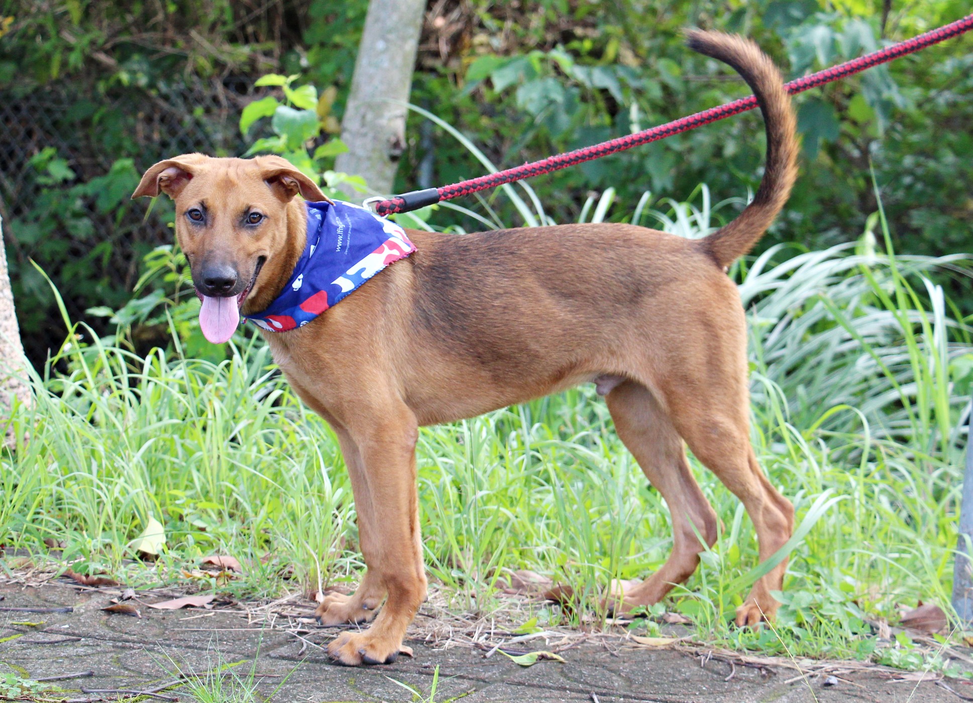 vizsla mixed with german shepherd