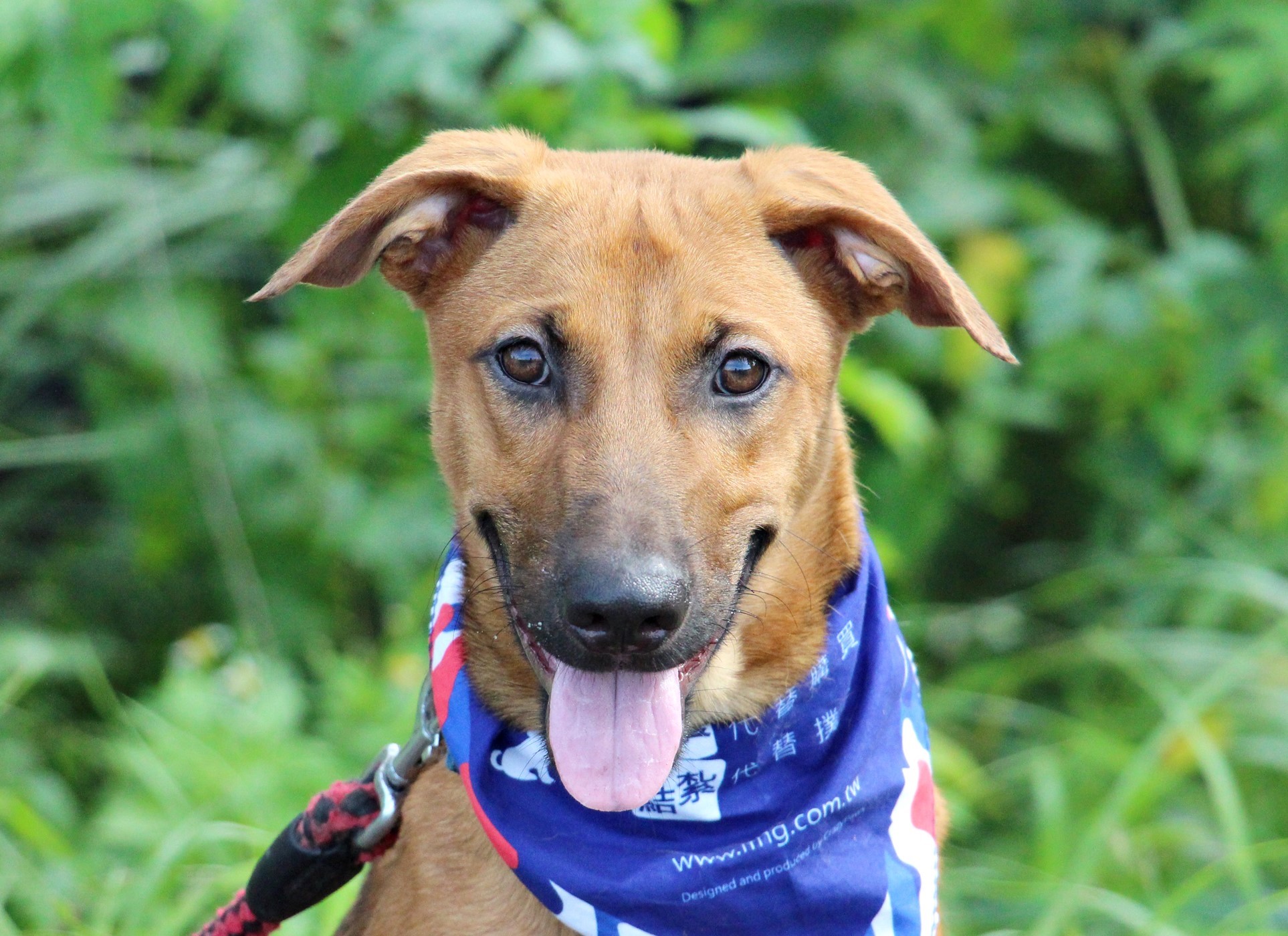 vizsla mixed with german shepherd