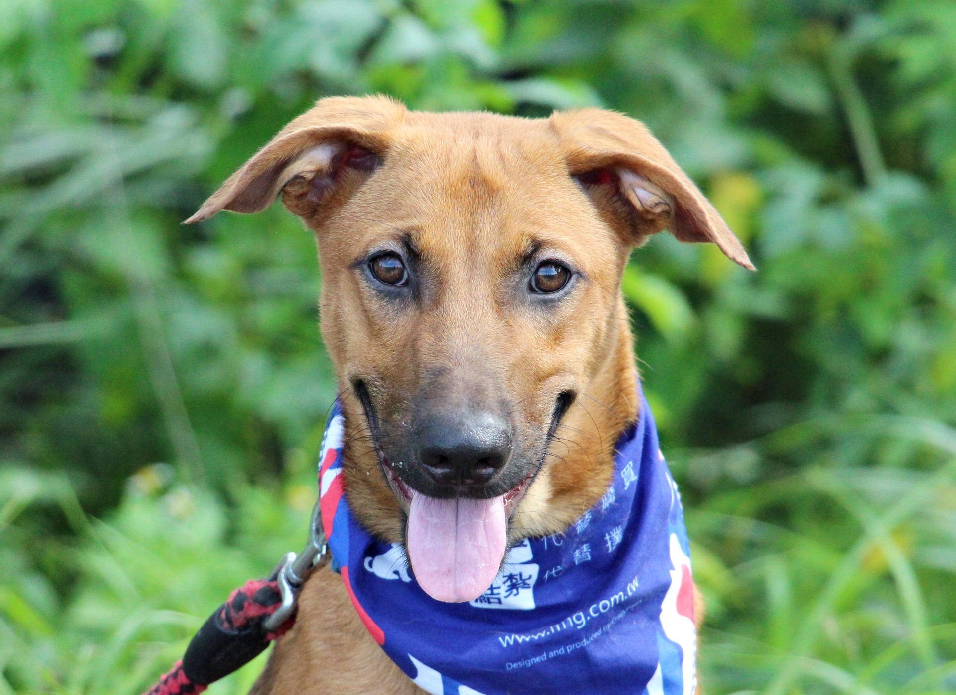 german shepherd vizsla mix