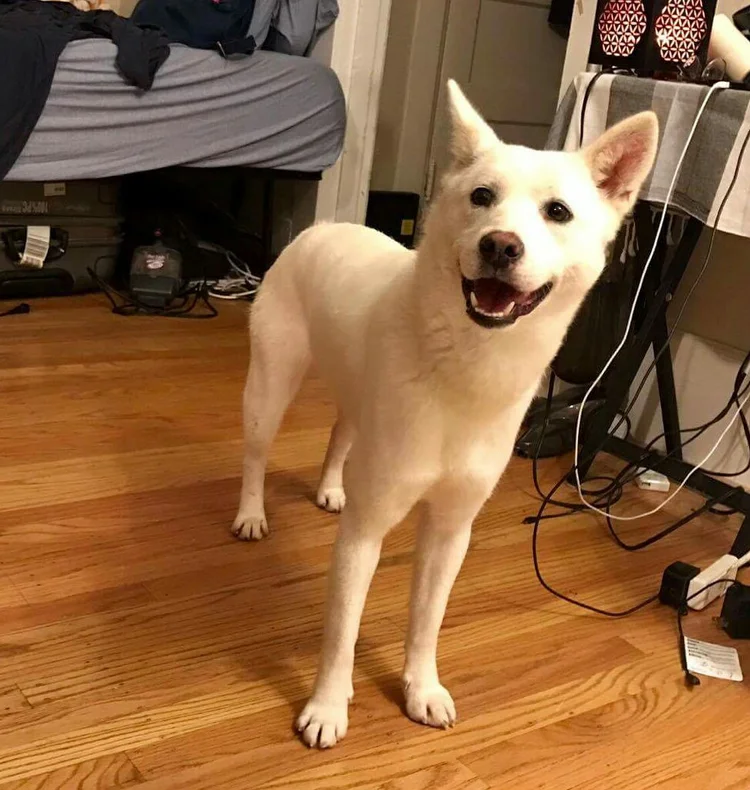 Hara Happiness Animal Rescue Alliance Maya