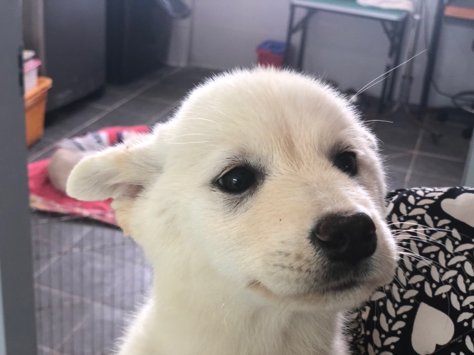 Lyla-2.jpeg