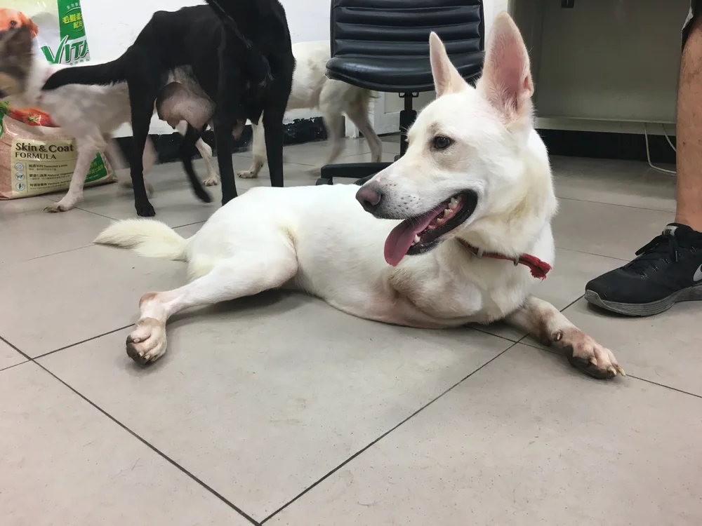 HARA | Happiness Animal Rescue Alliance — Hopps