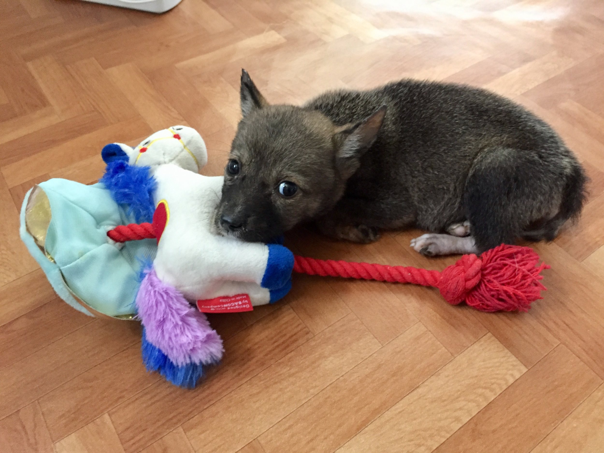 first rescued!